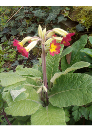 Annexe coucou_port.png