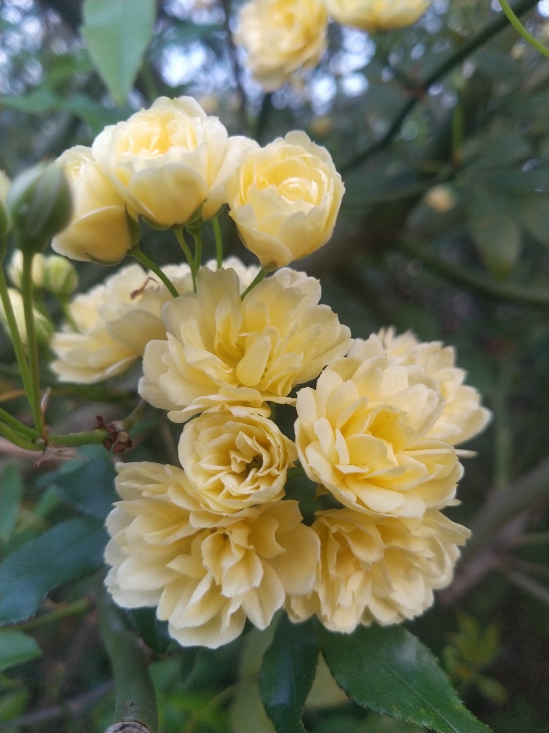 Annexe Pompons japonais.jpg