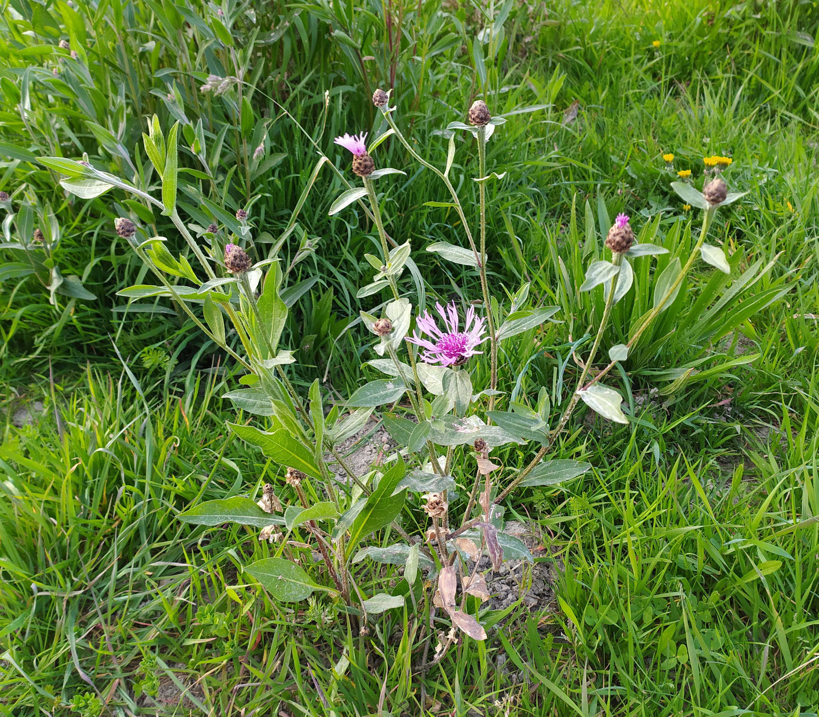 Annexe IMG_20200328_173025.jpg