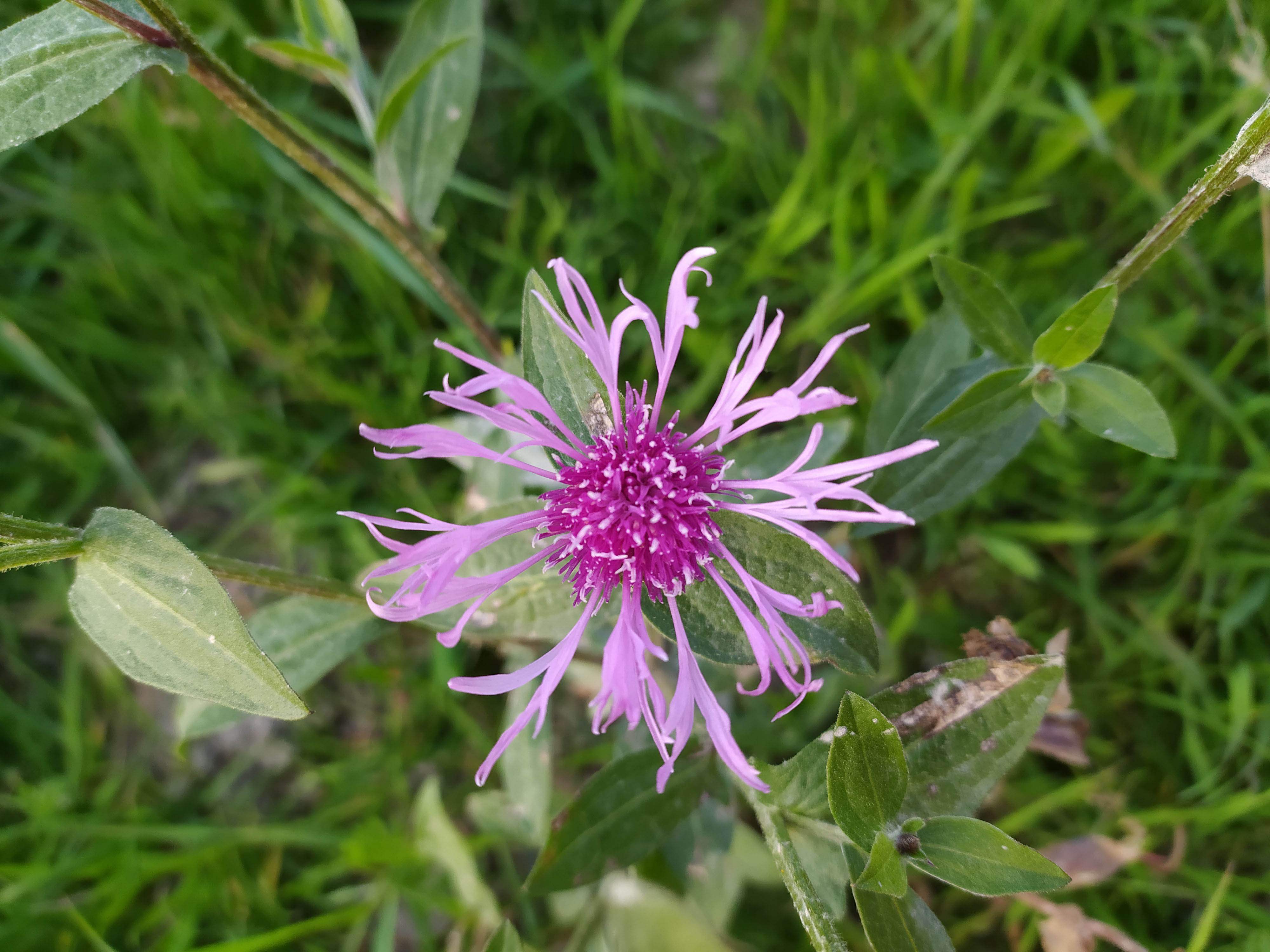 Annexe IMG_20200328_173034.jpg