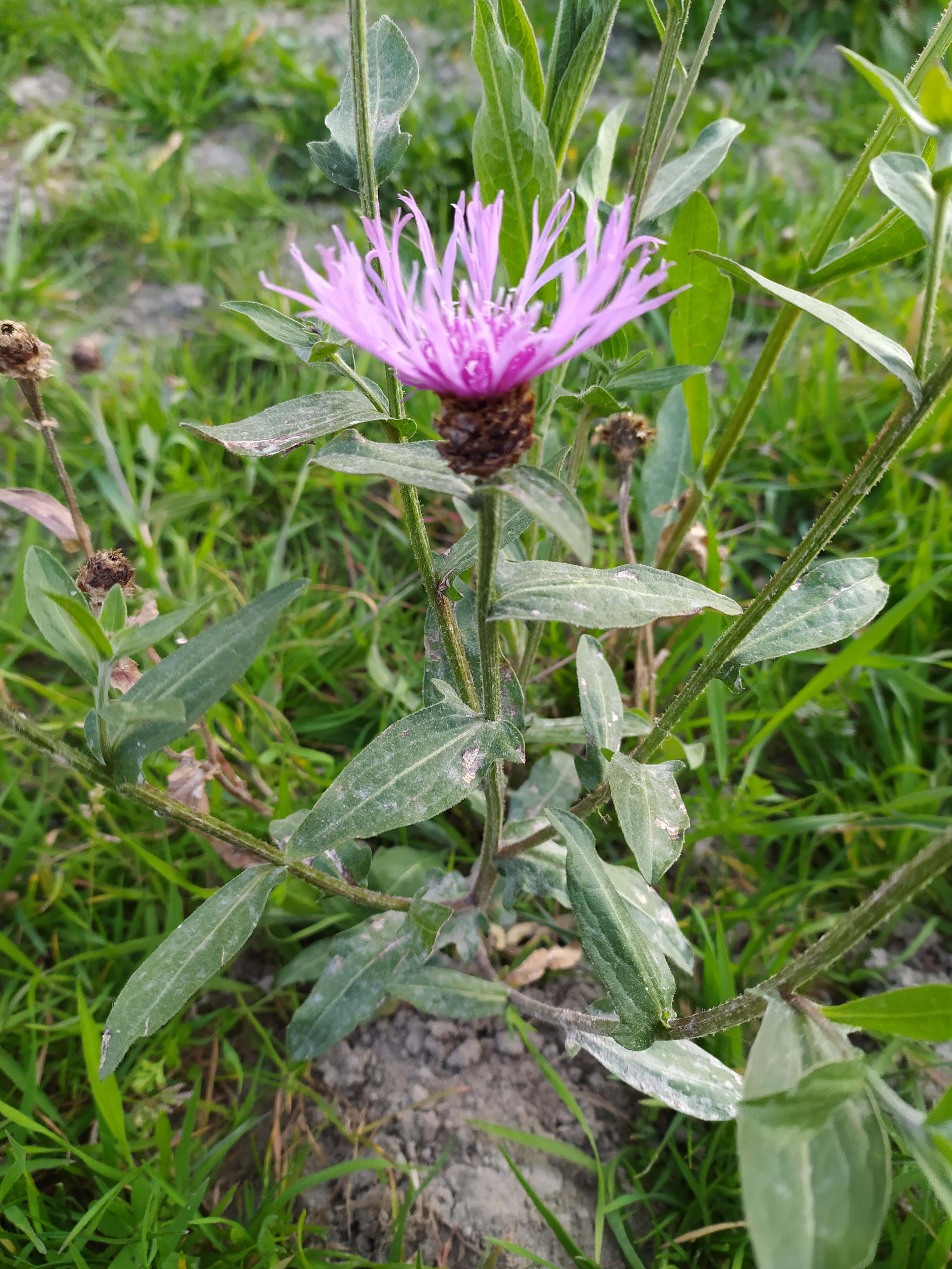 Annexe IMG_20200328_173257.jpg