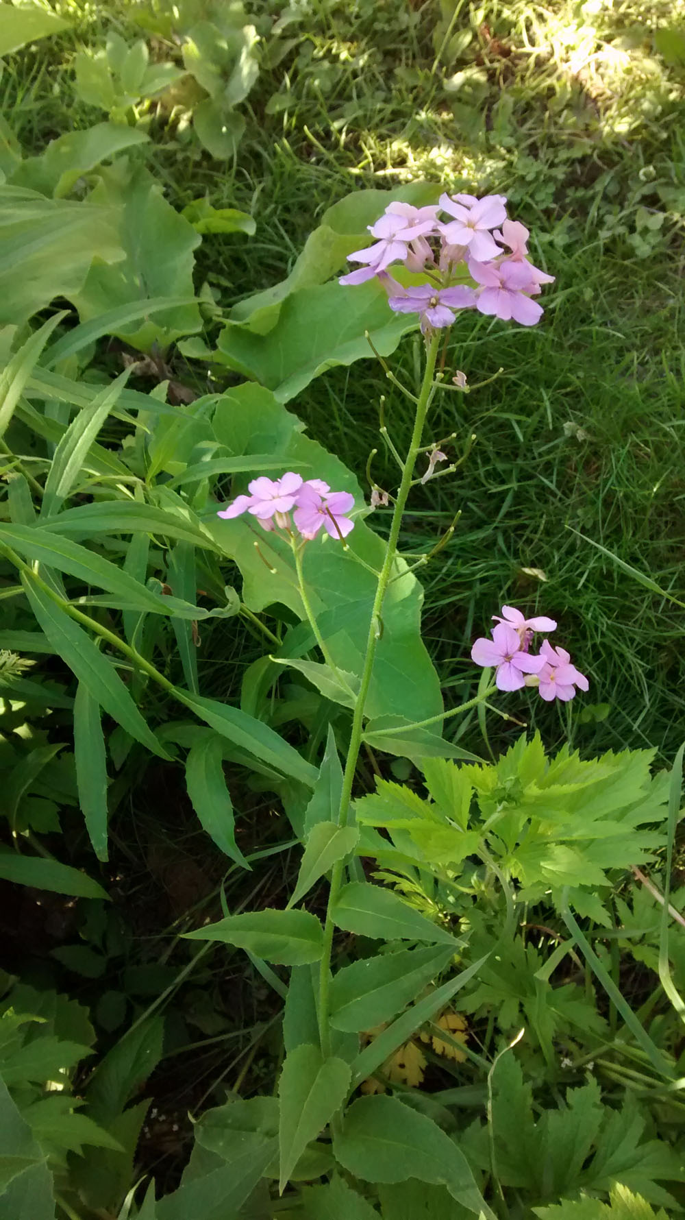 Annexe st-charles12.jpg