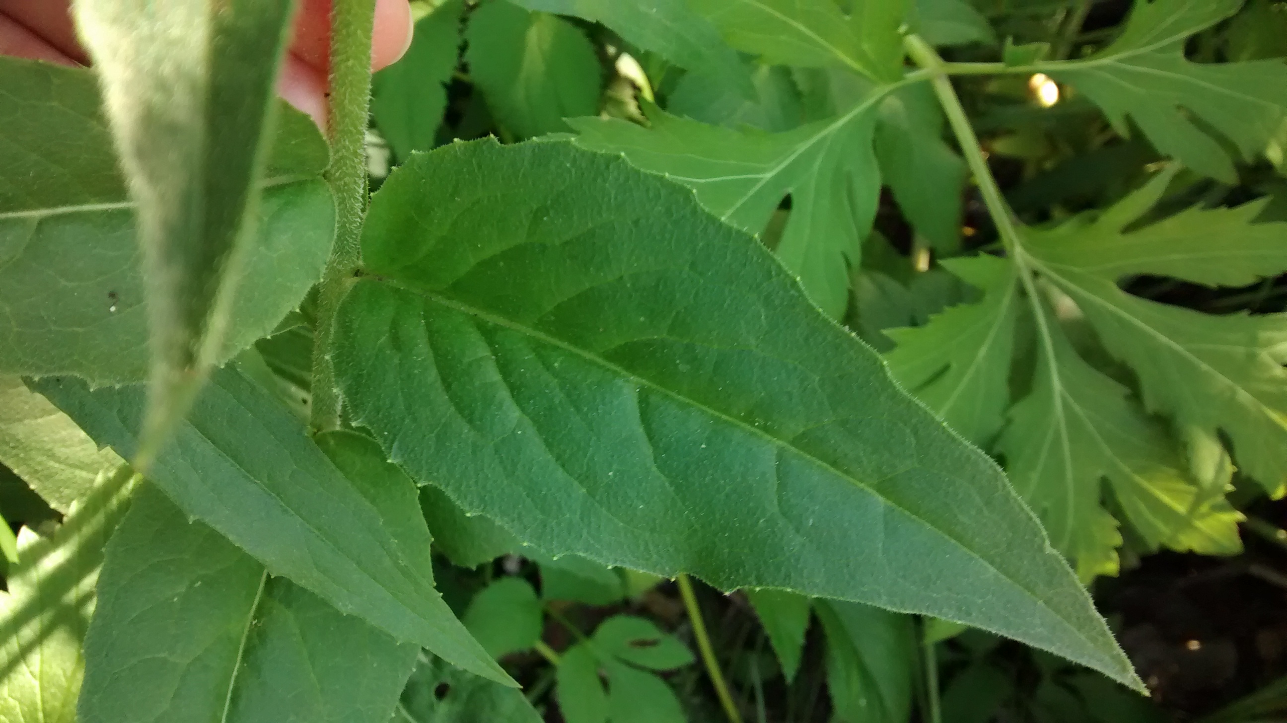 Annexe st-charles2.jpg