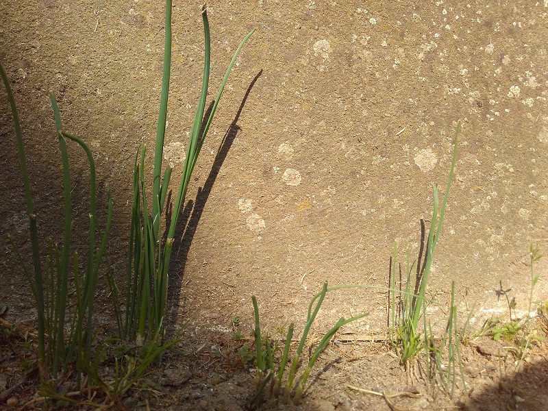 Annexe Allium vineale 1.jpg