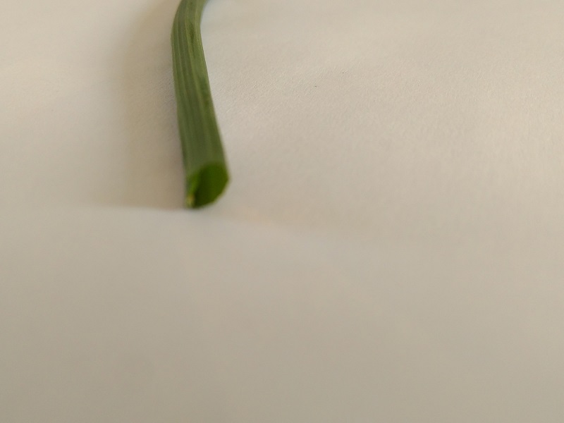 Annexe Allium vineale 2.jpg