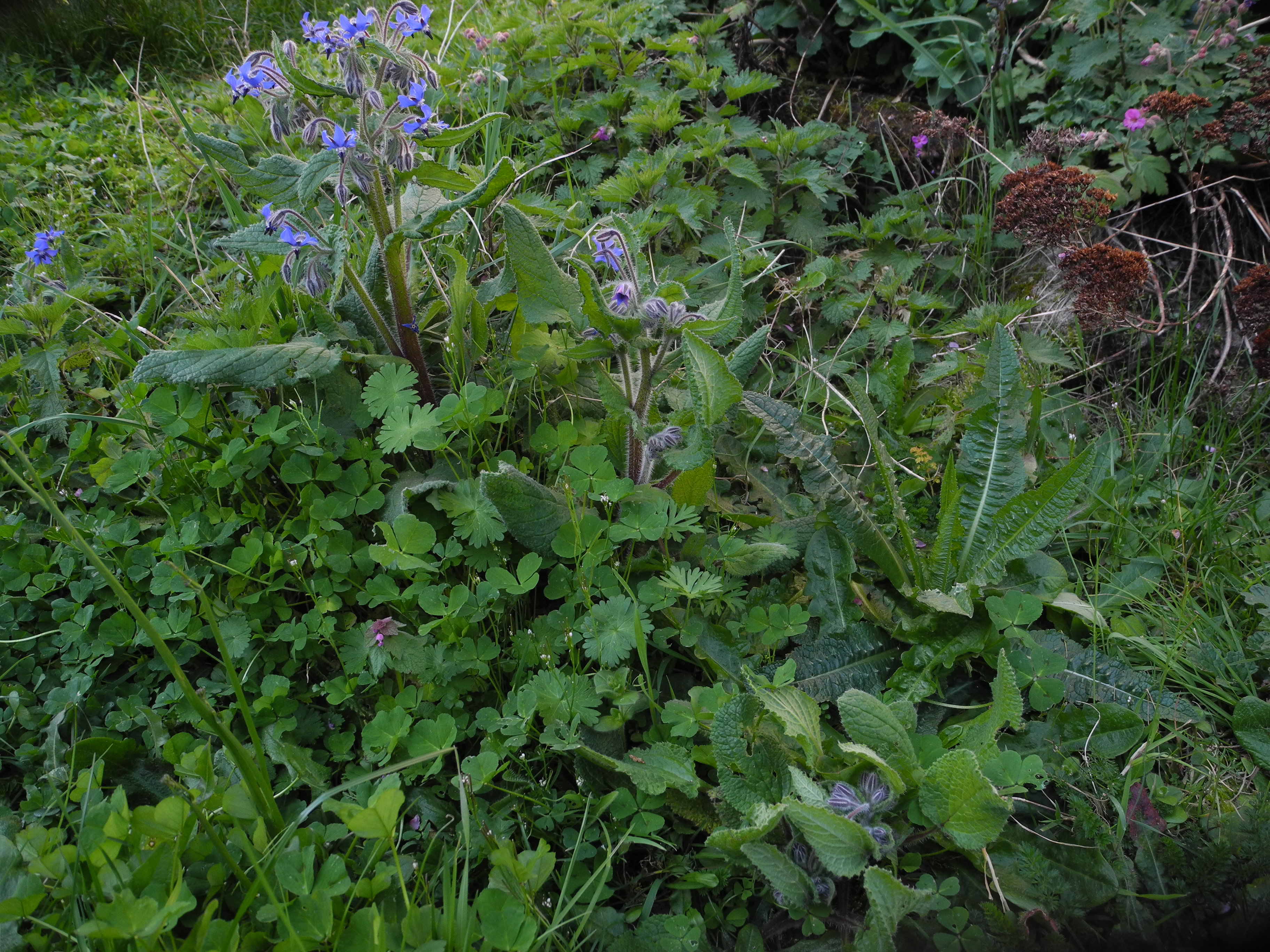 Annexe plantes a ma porte.jpg