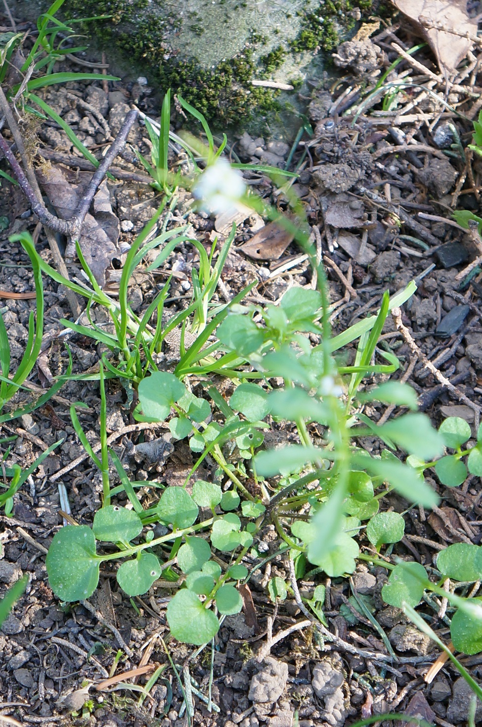 Annexe détail du feuillage.jpg