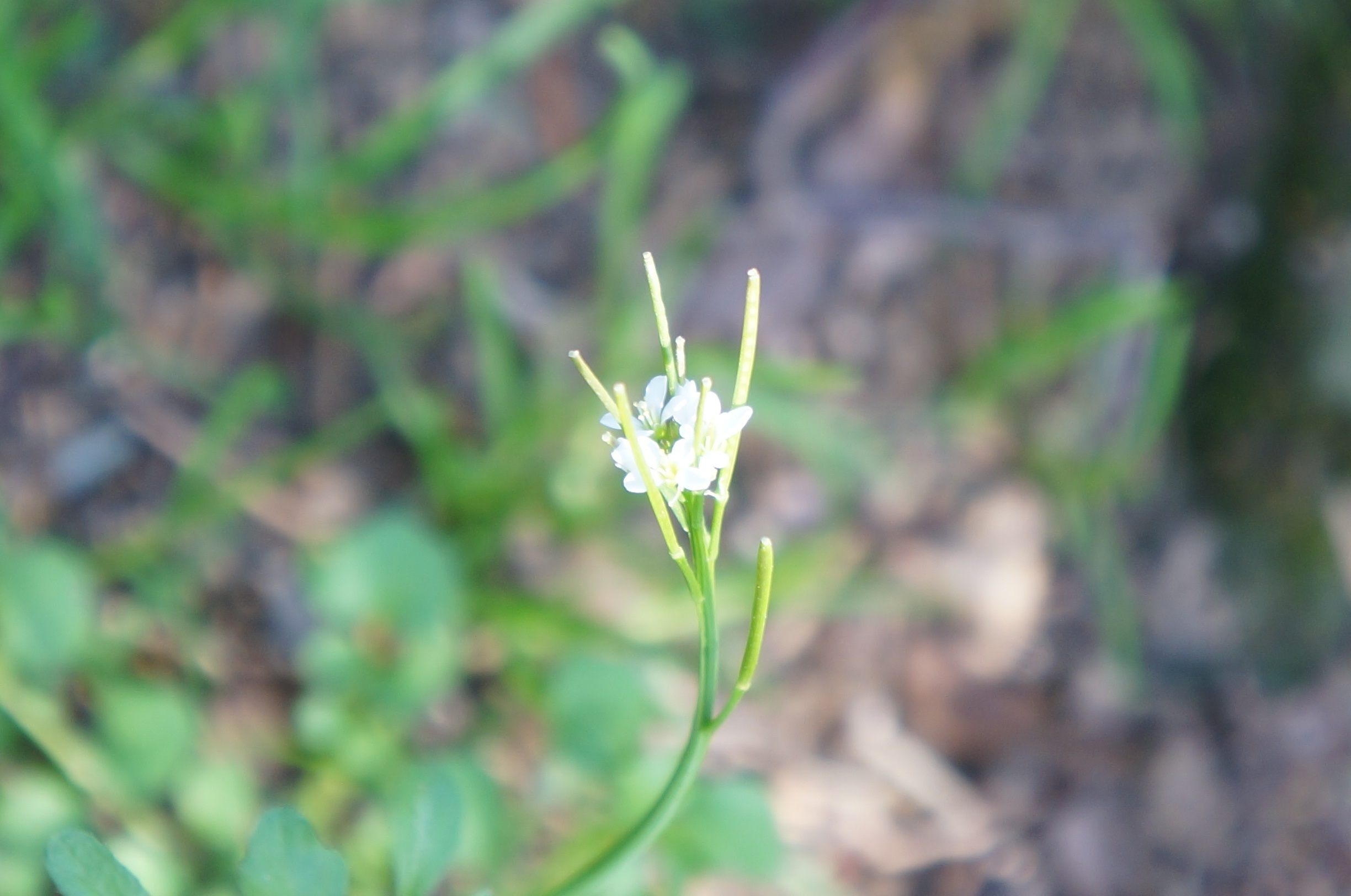 Annexe la fleur blanche.jpg