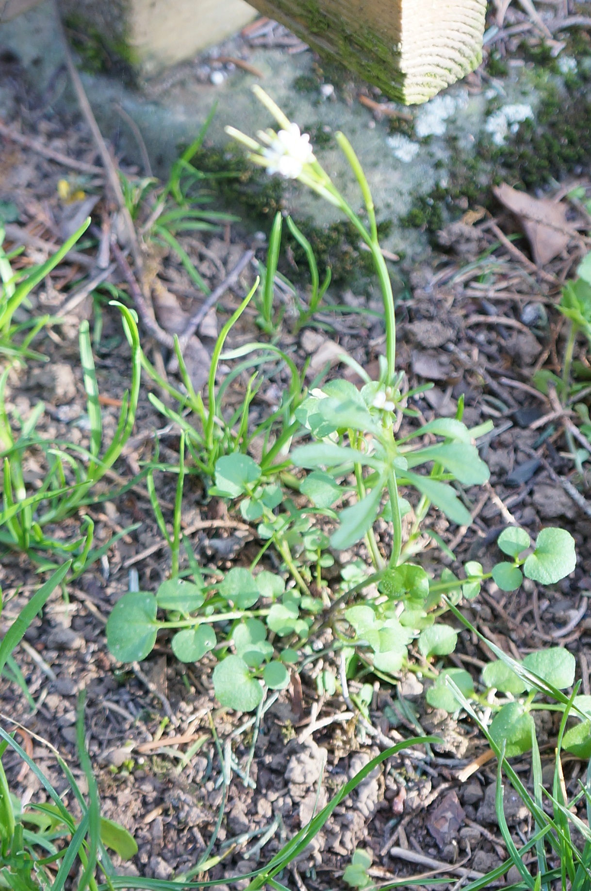 Annexe plante isolée fleur blanche.jpg