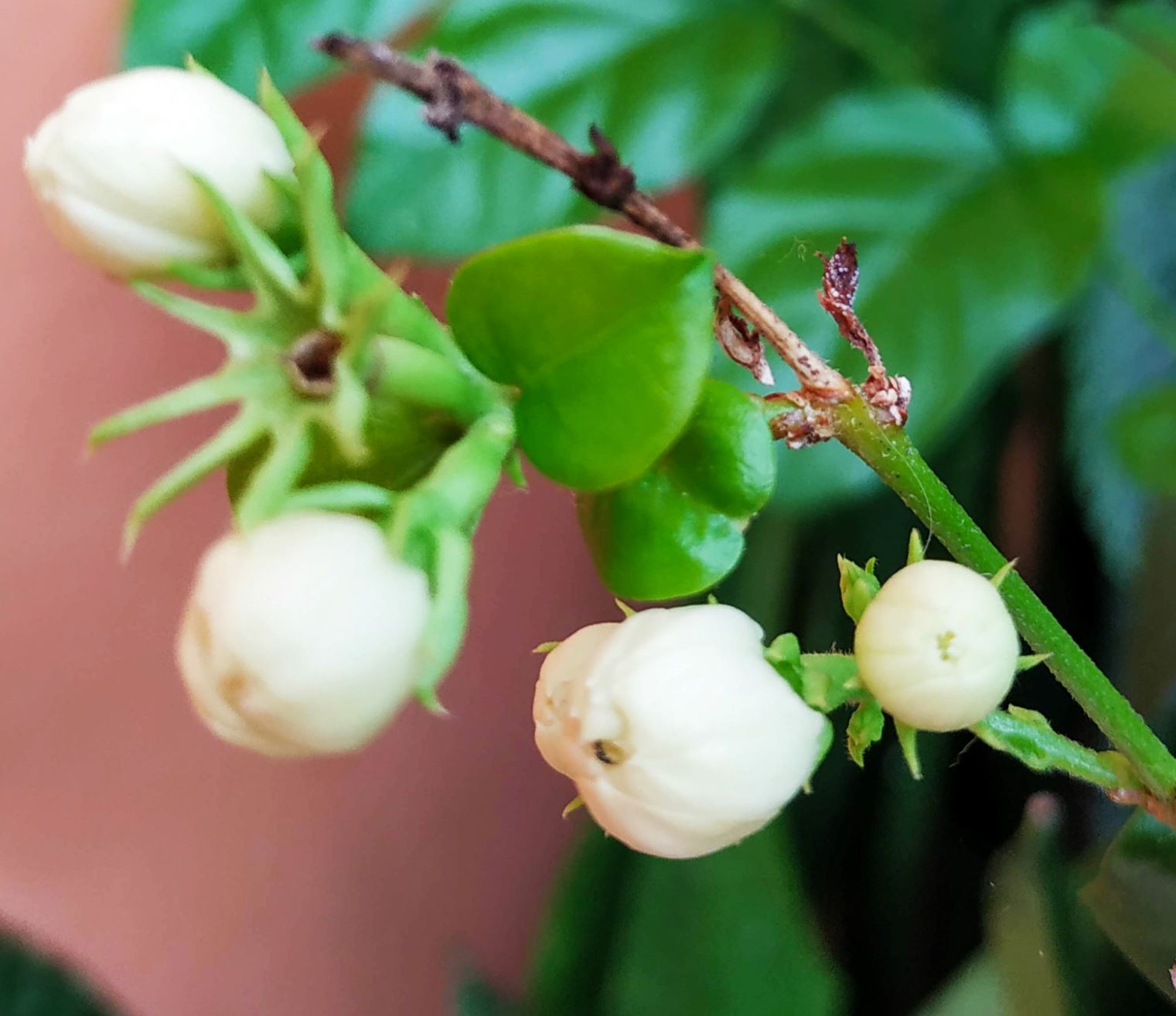 Annexe Jasminum Sambac (L (3).jpg