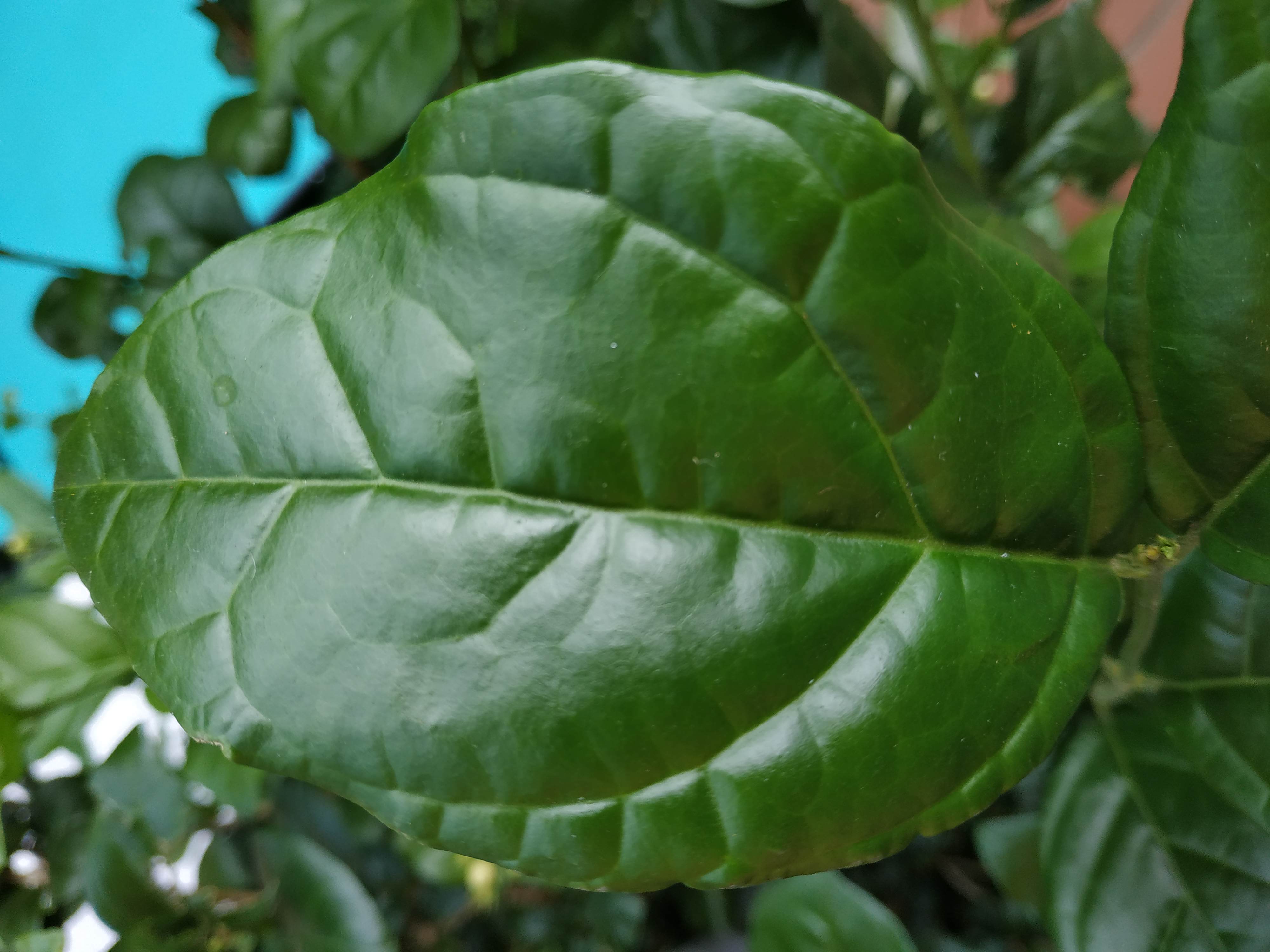 Annexe Jasminum Sambac (L.) (4).jpg