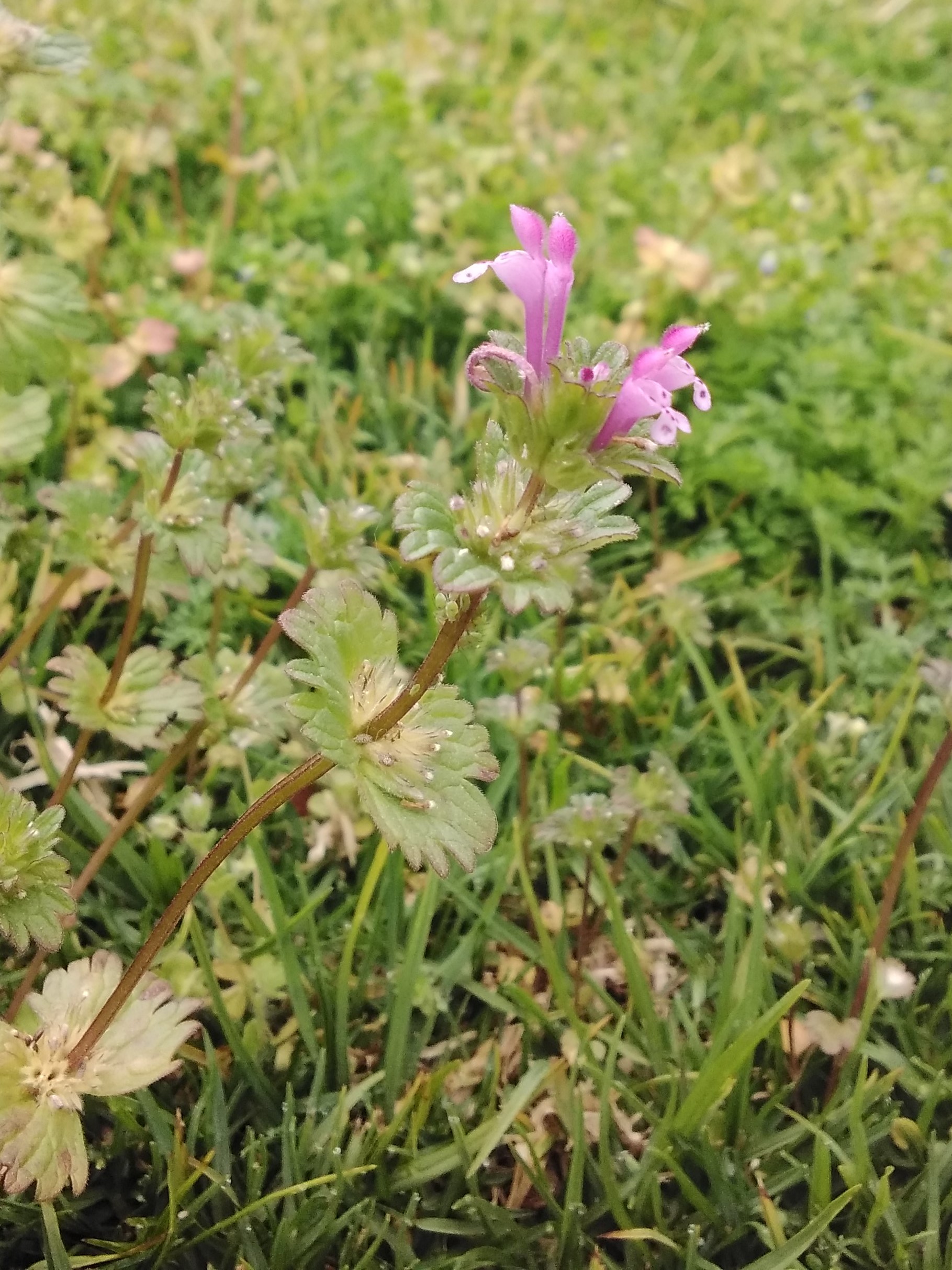 Annexe Isa-lavande-exercice-1.jpg