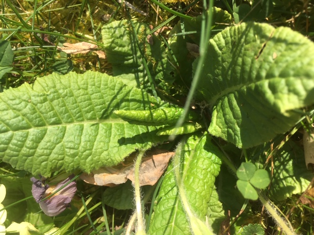 Annexe Primevère 5.JPG