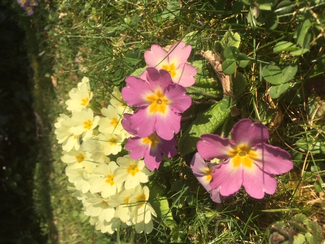 Annexe Primevère 6.JPG