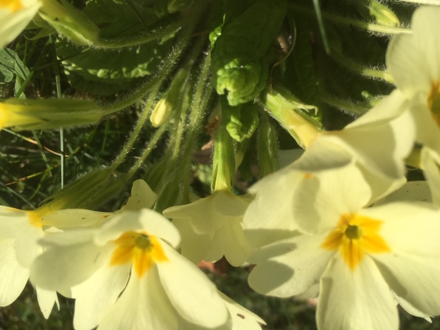 Annexe Primevère 7.JPG