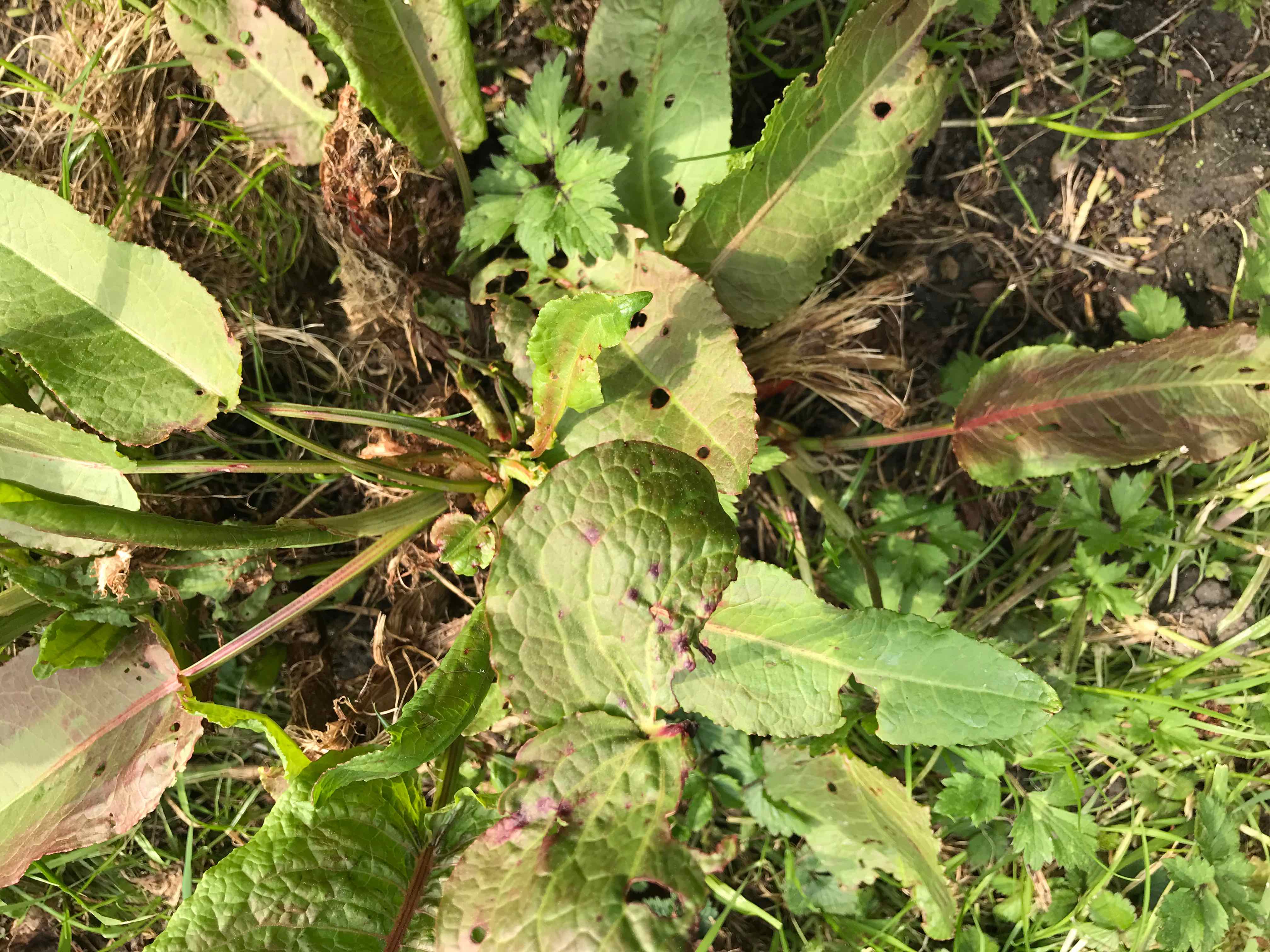 Annexe IMG_6304.jpeg