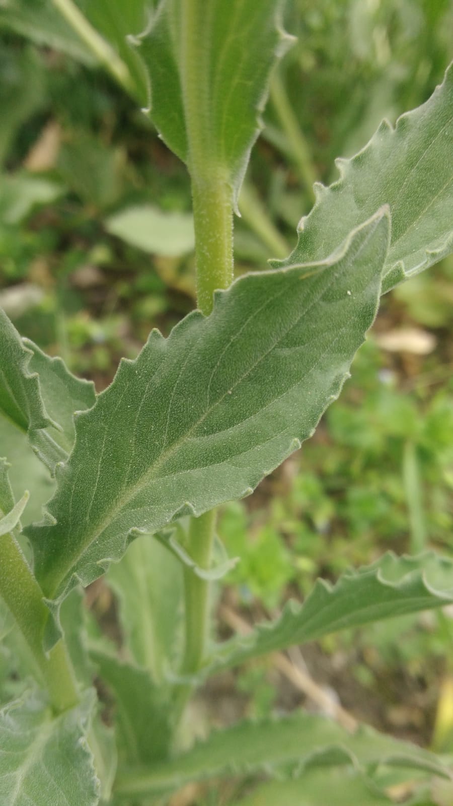 Annexe Brocoli sauvage 1.jpeg