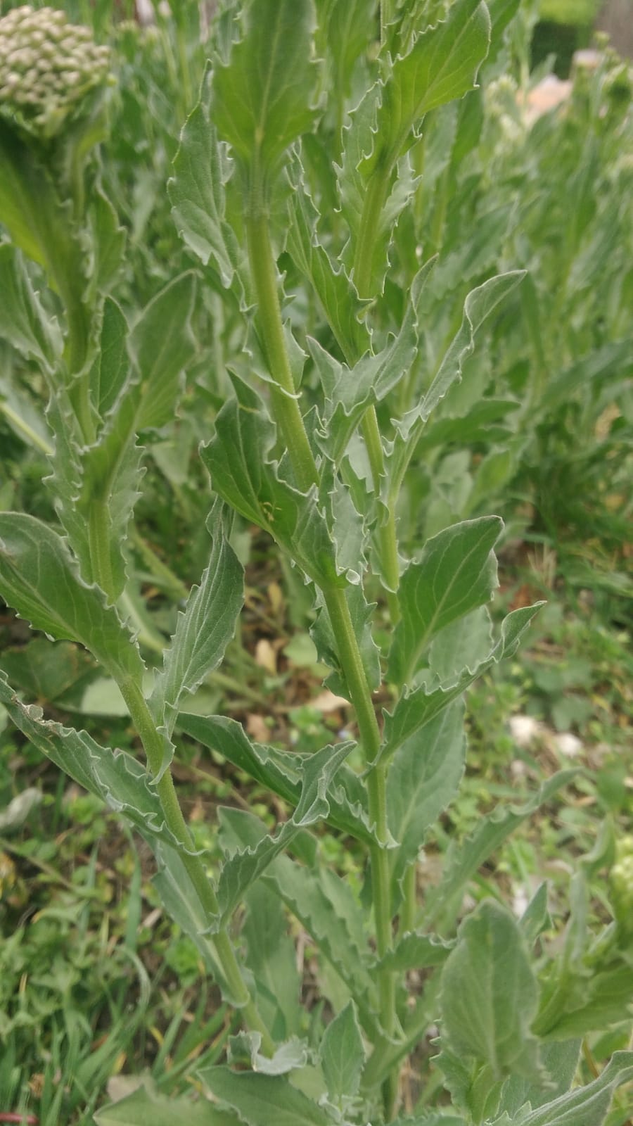 Annexe Brocoli sauvage 2.jpeg