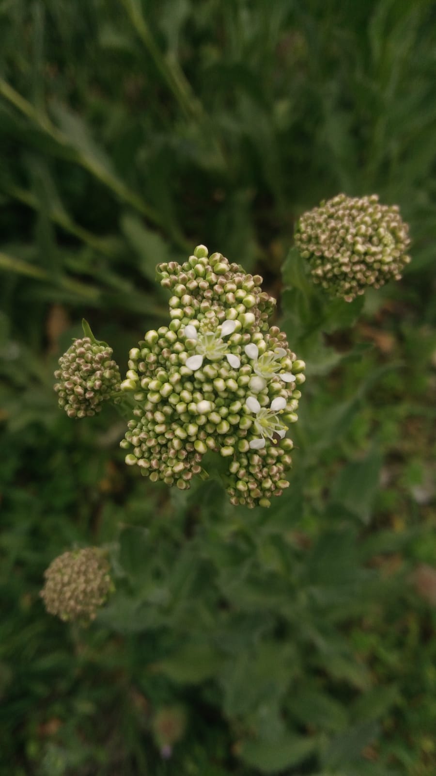 Annexe Brocoli sauvage 4.jpeg