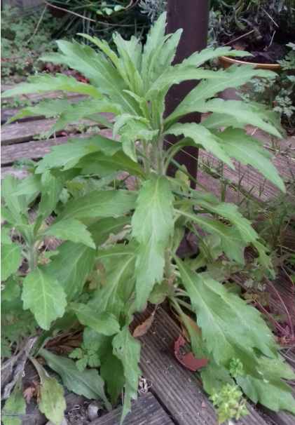 Annexe 2020-03-30_10h55_02.png