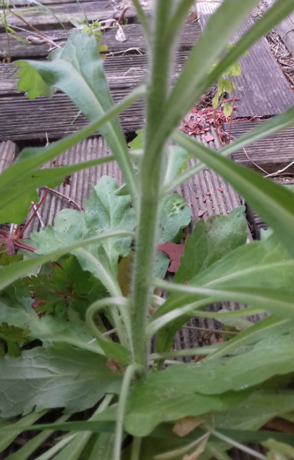 Annexe 2020-03-30_10h59_55.png