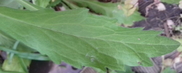 Annexe 2020-03-30_11h06_17.png