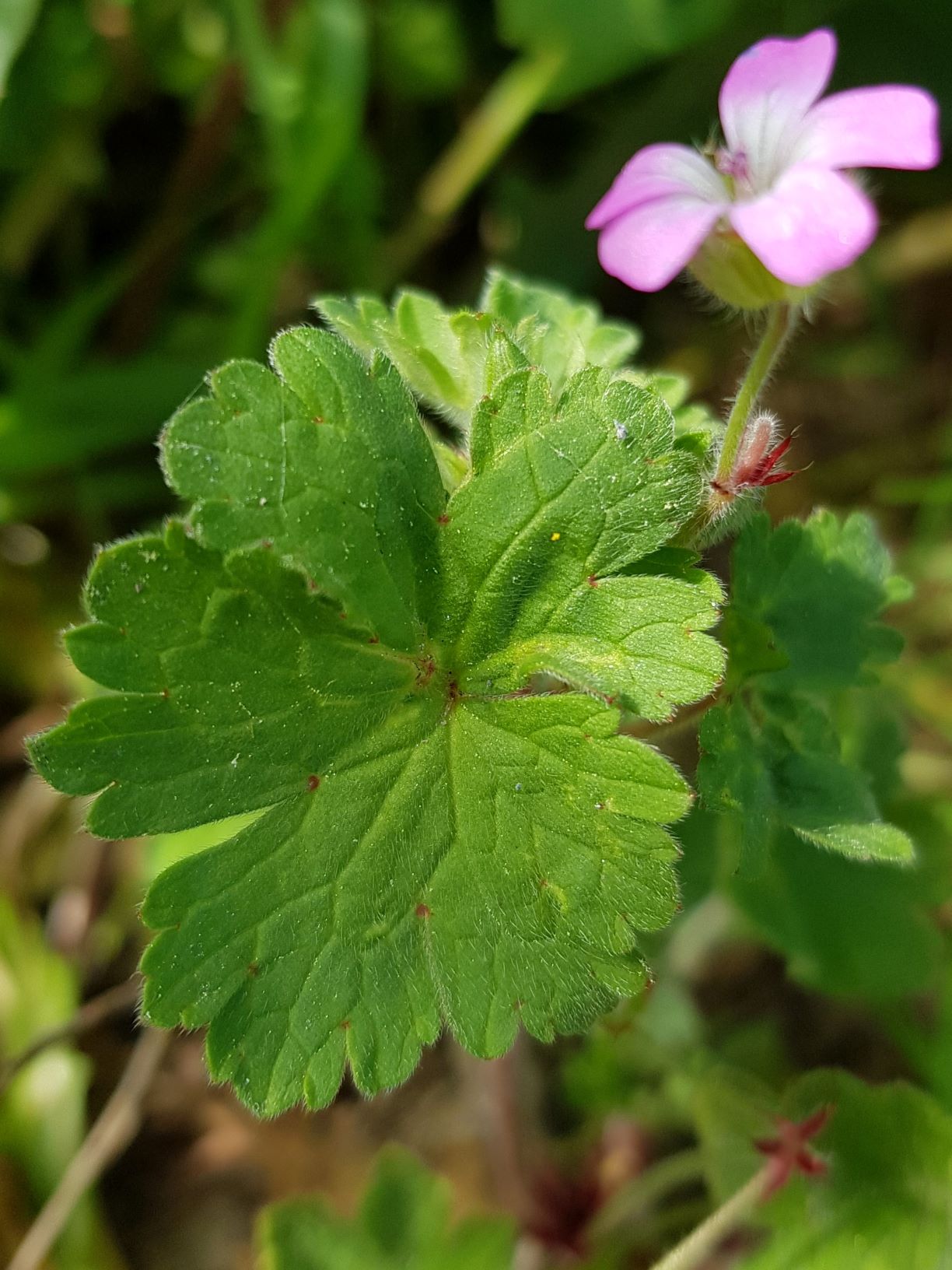 Annexe feuille geranium.jpg
