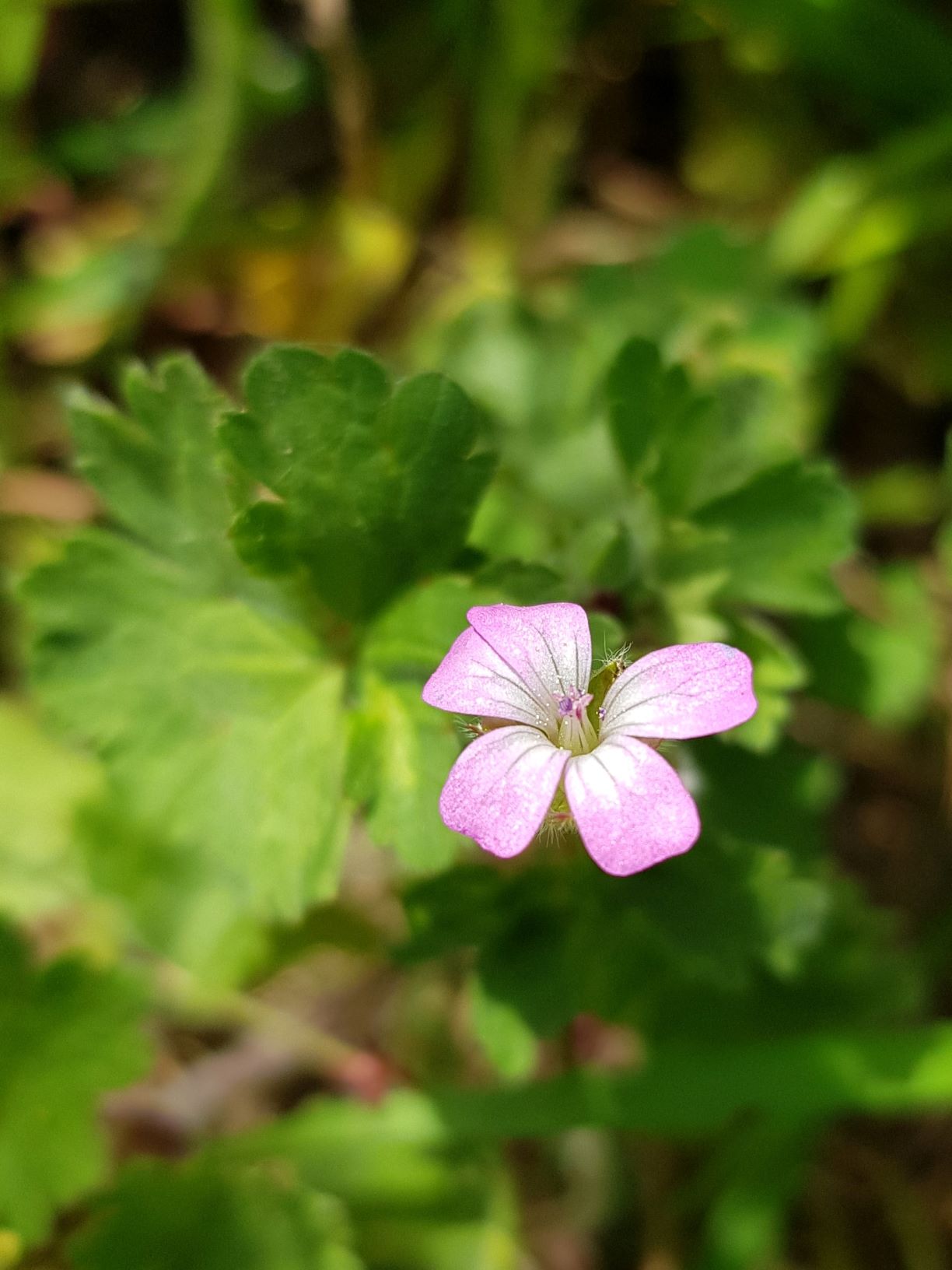 Annexe fleur genarium.jpg
