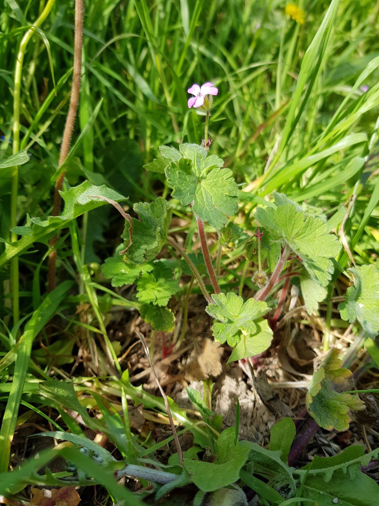 Annexe vue densemble geranium.jpg
