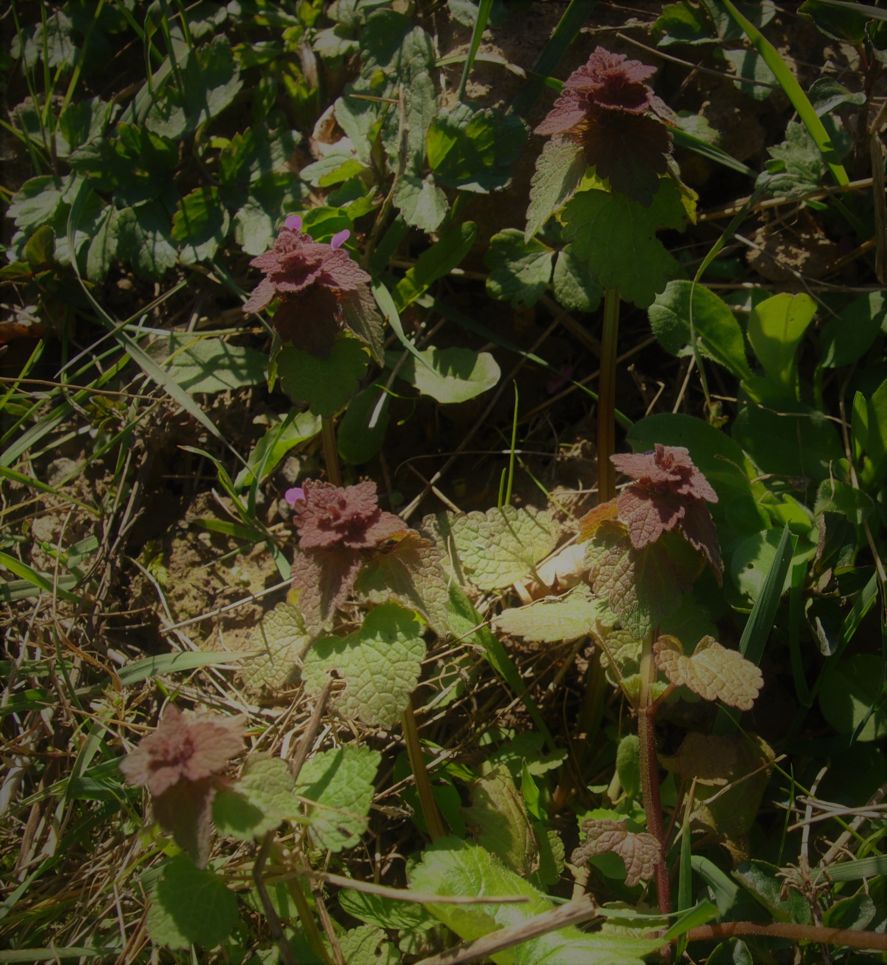 Annexe DSC_0417 (3).JPG