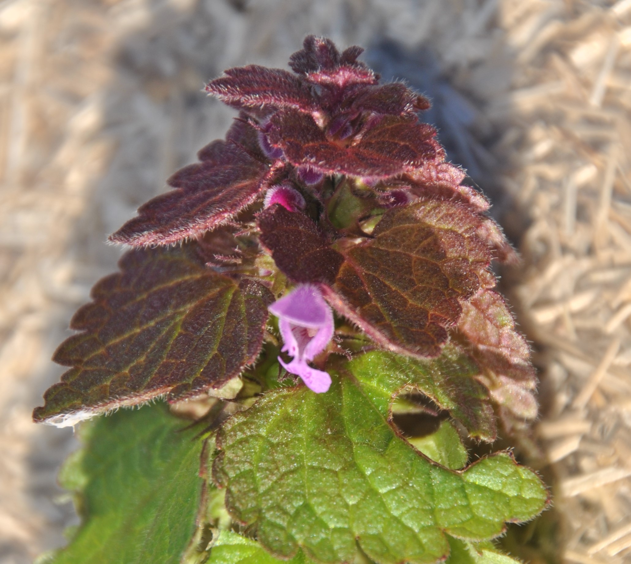 Annexe DSC_0418 (2).JPG