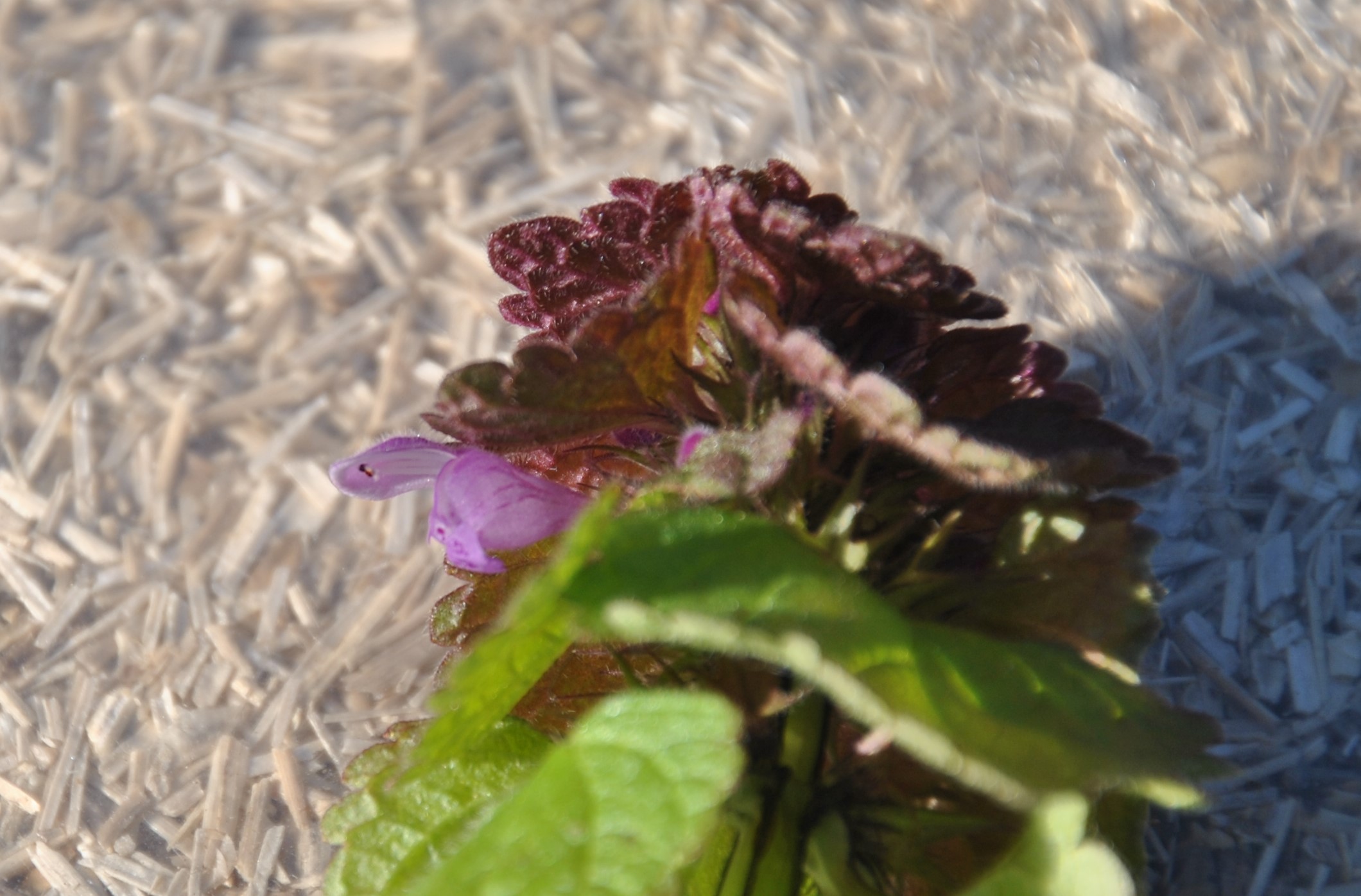 Annexe DSC_0420 (3).JPG