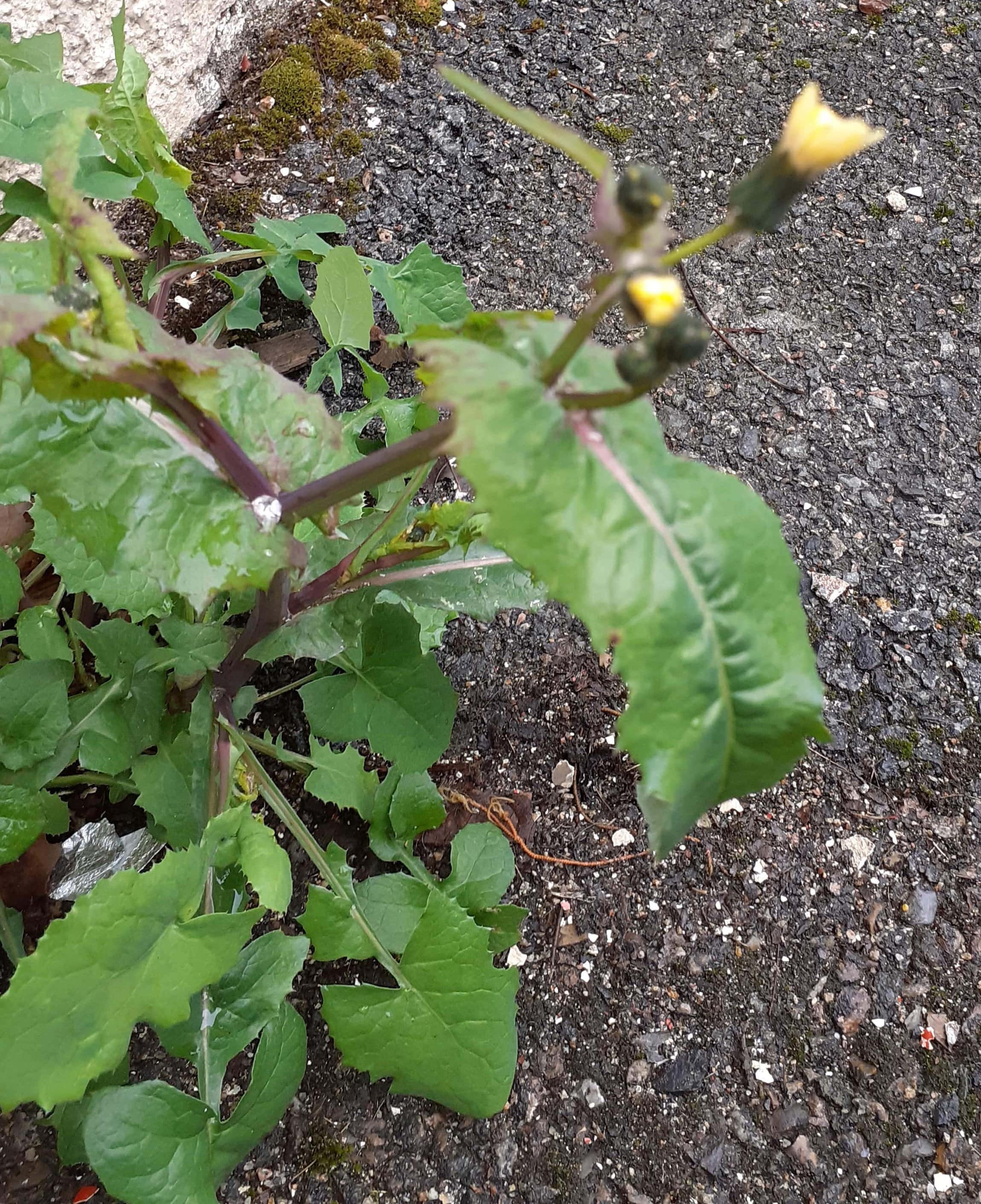 Annexe 20200330_105555-min-min-min.jpg