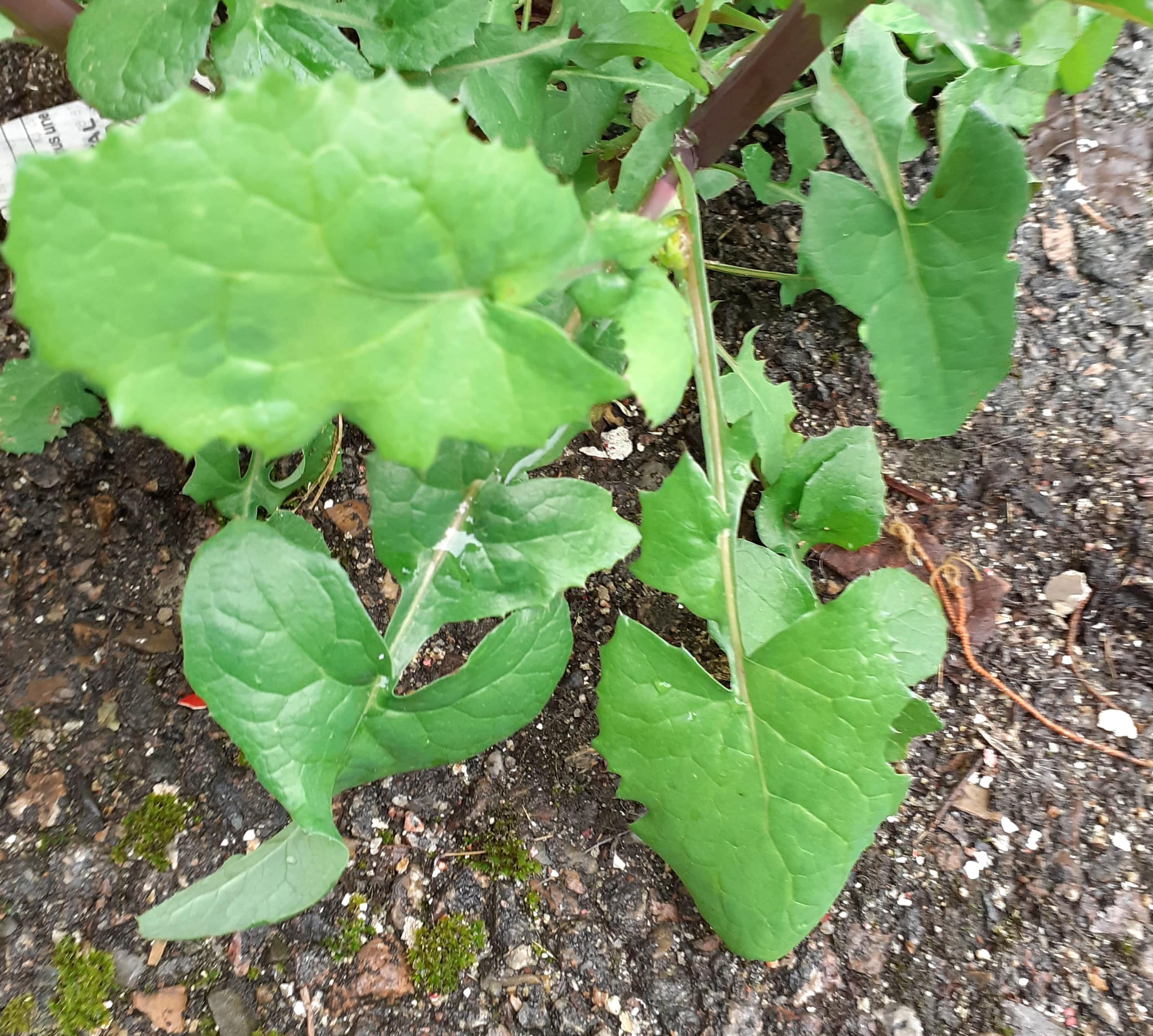 Annexe 20200330_105603-min-min-min.jpg