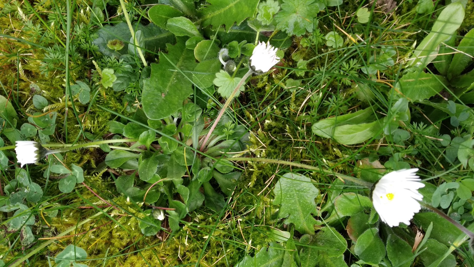 Annexe IMG_20200330_111229.jpg