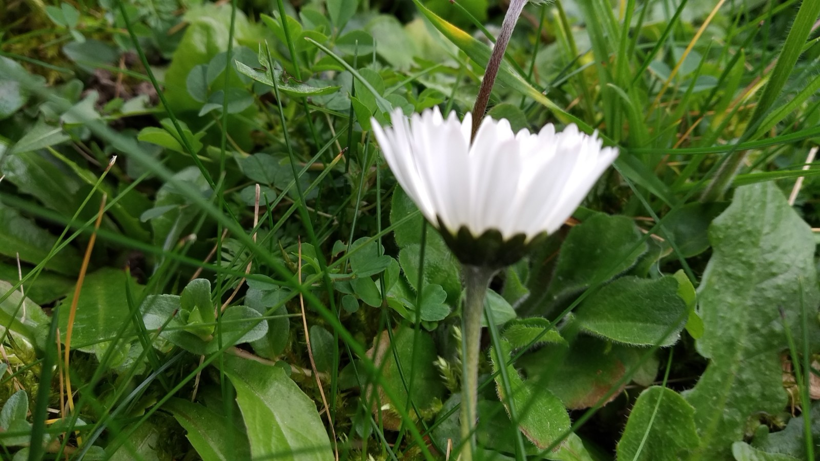 Annexe IMG_20200330_111243.jpg