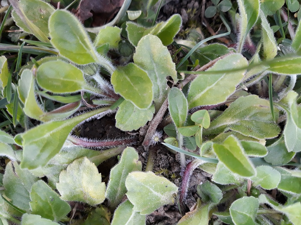 Annexe 20200329_184134.jpg