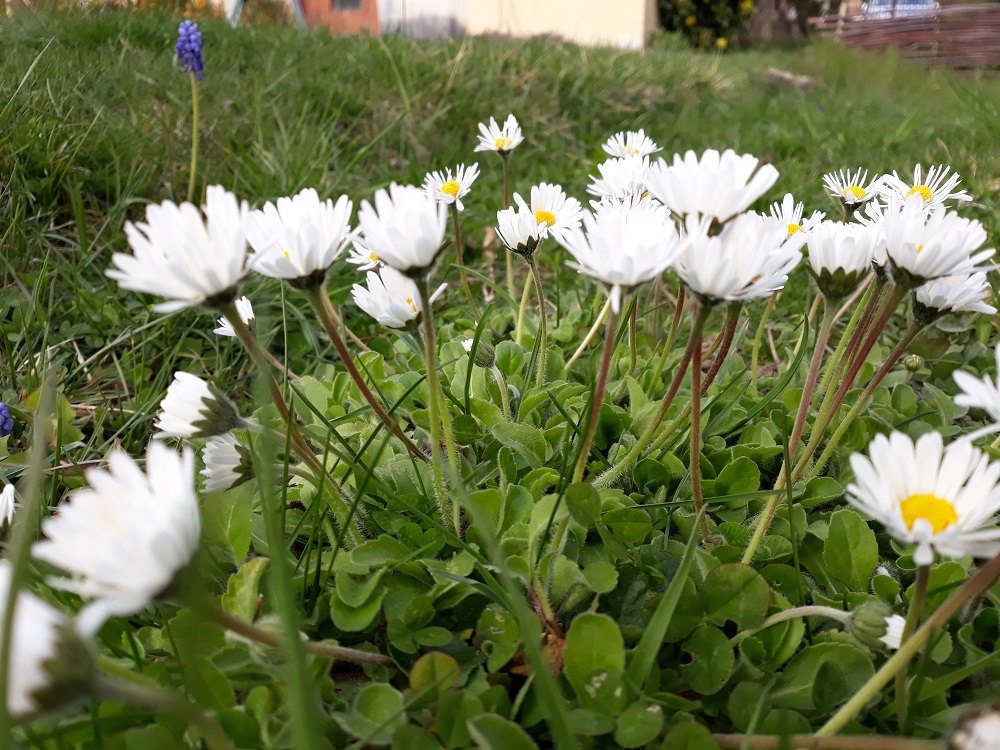 Annexe 20200329_184218.jpg