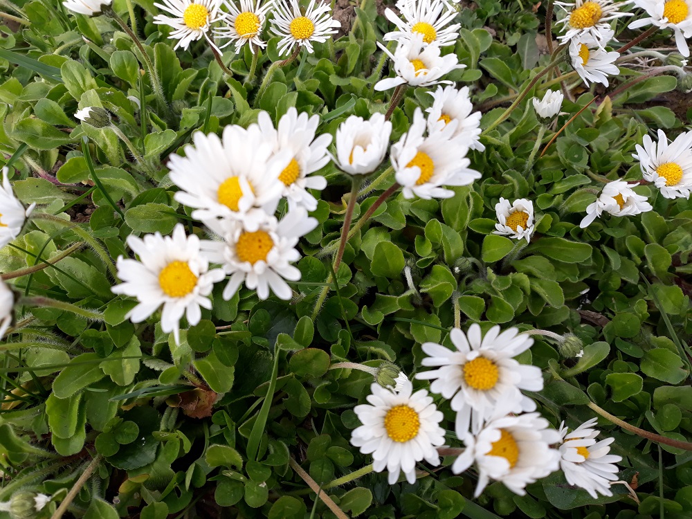 Annexe 20200329_184309.jpg