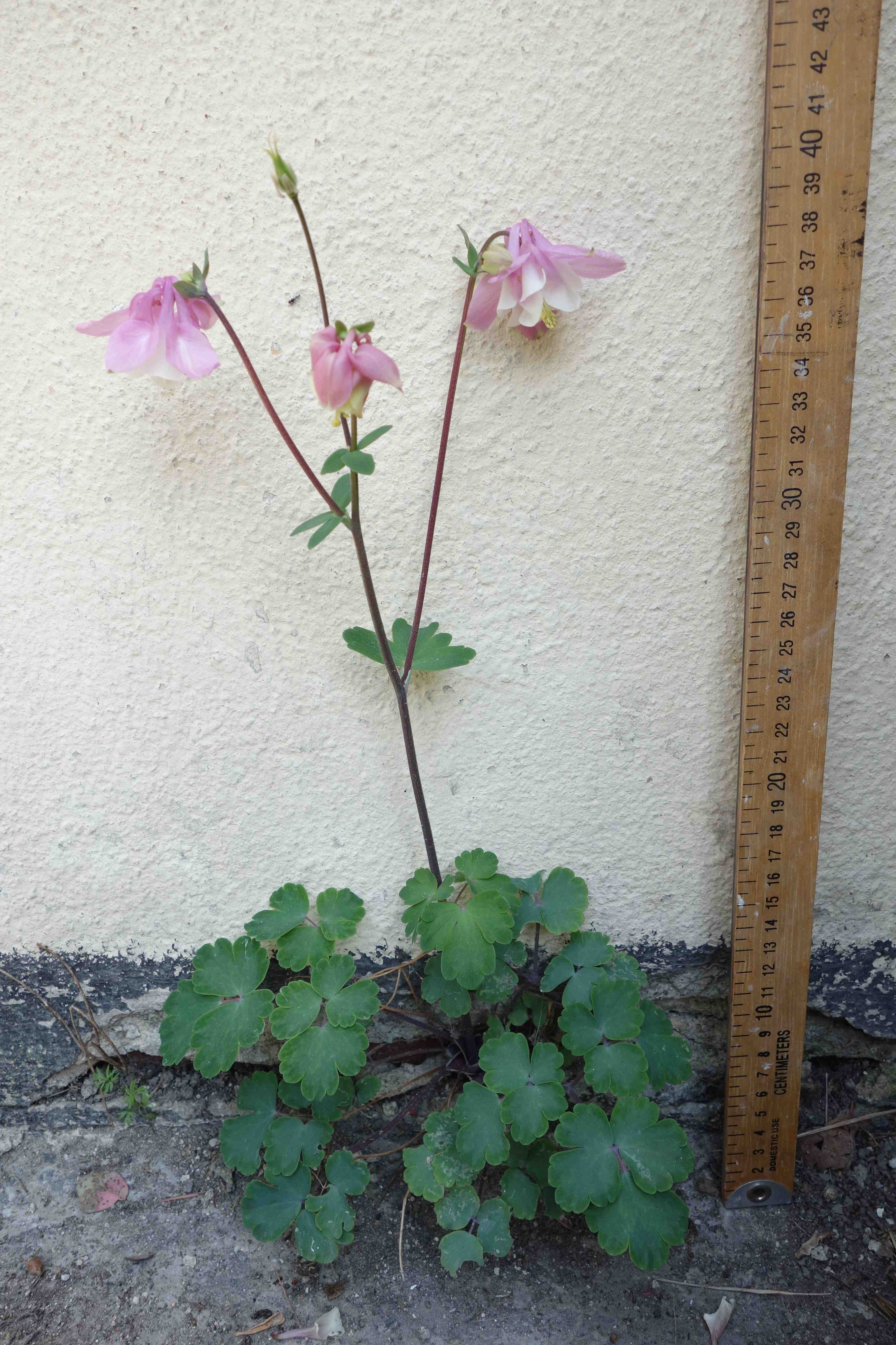 Annexe Ancolie commune Ensemble.jpg