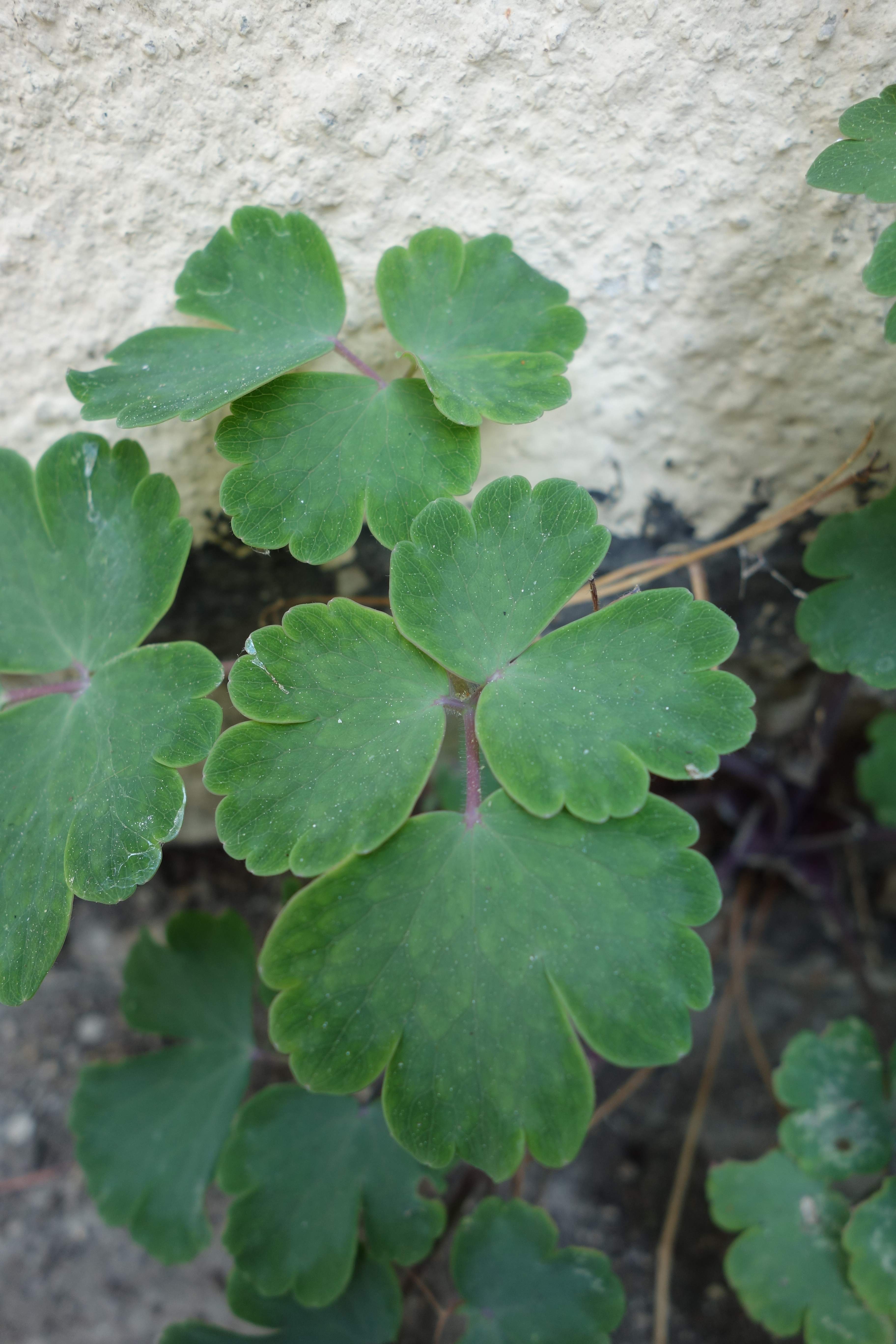 Annexe Ancolie commune feuille.jpg