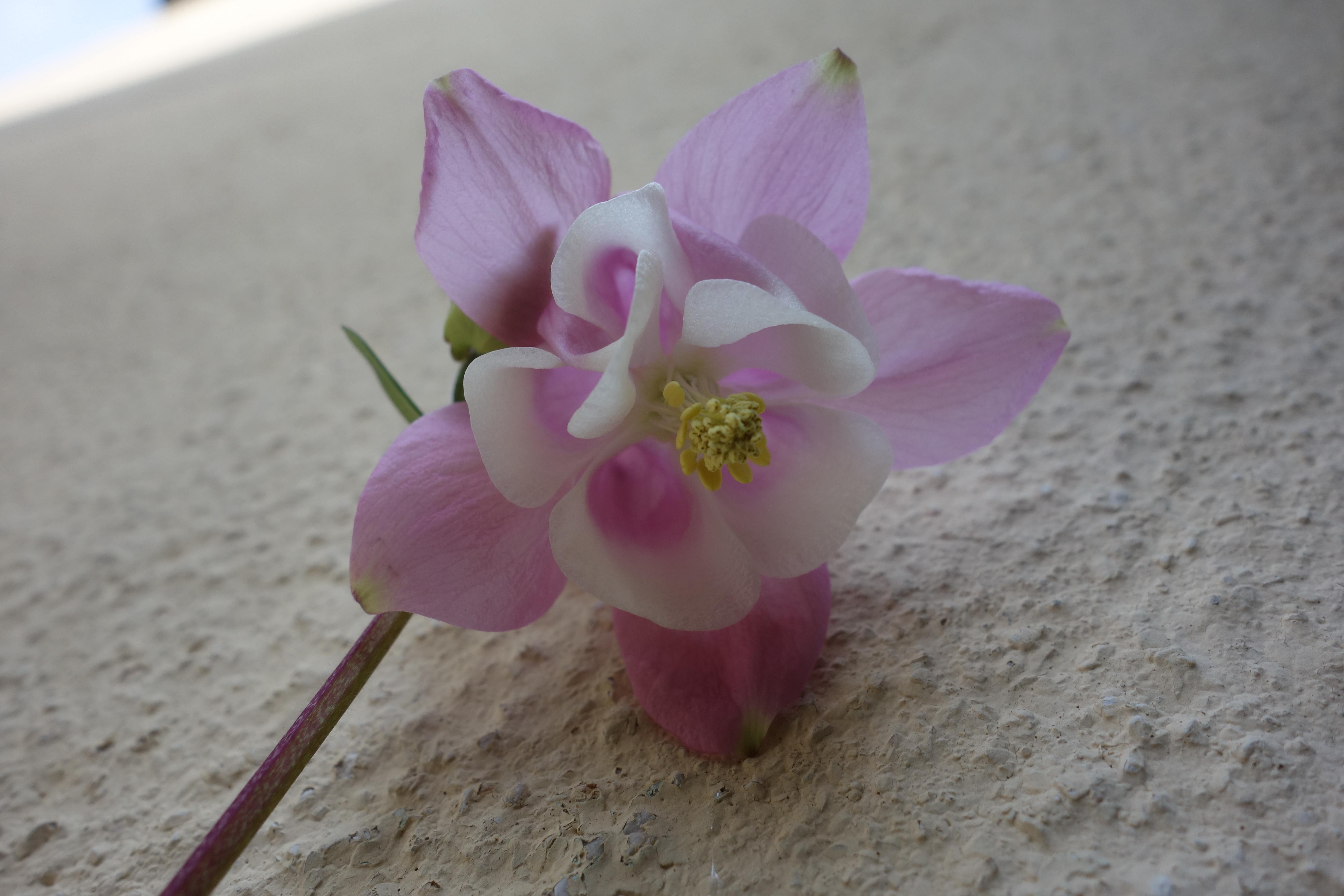 Annexe Ancolie commune fleur.jpg