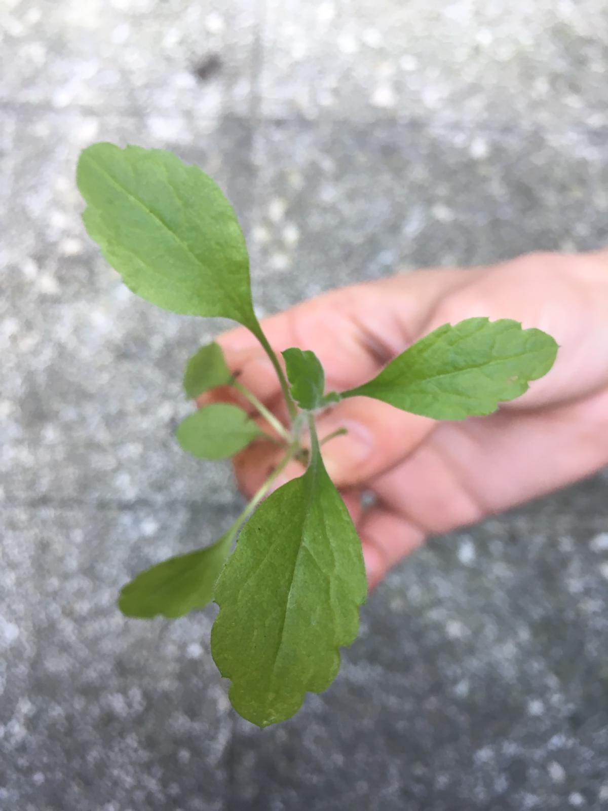 Annexe WhatsApp Image 2020-03-30 at 11.56.17.jpeg