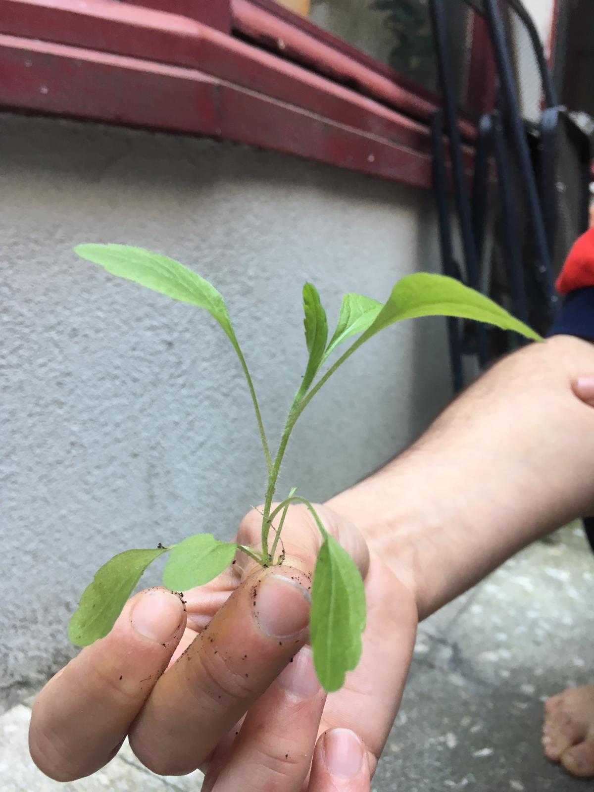 Annexe WhatsApp Image 2020-03-30 at 11.56.22.jpeg