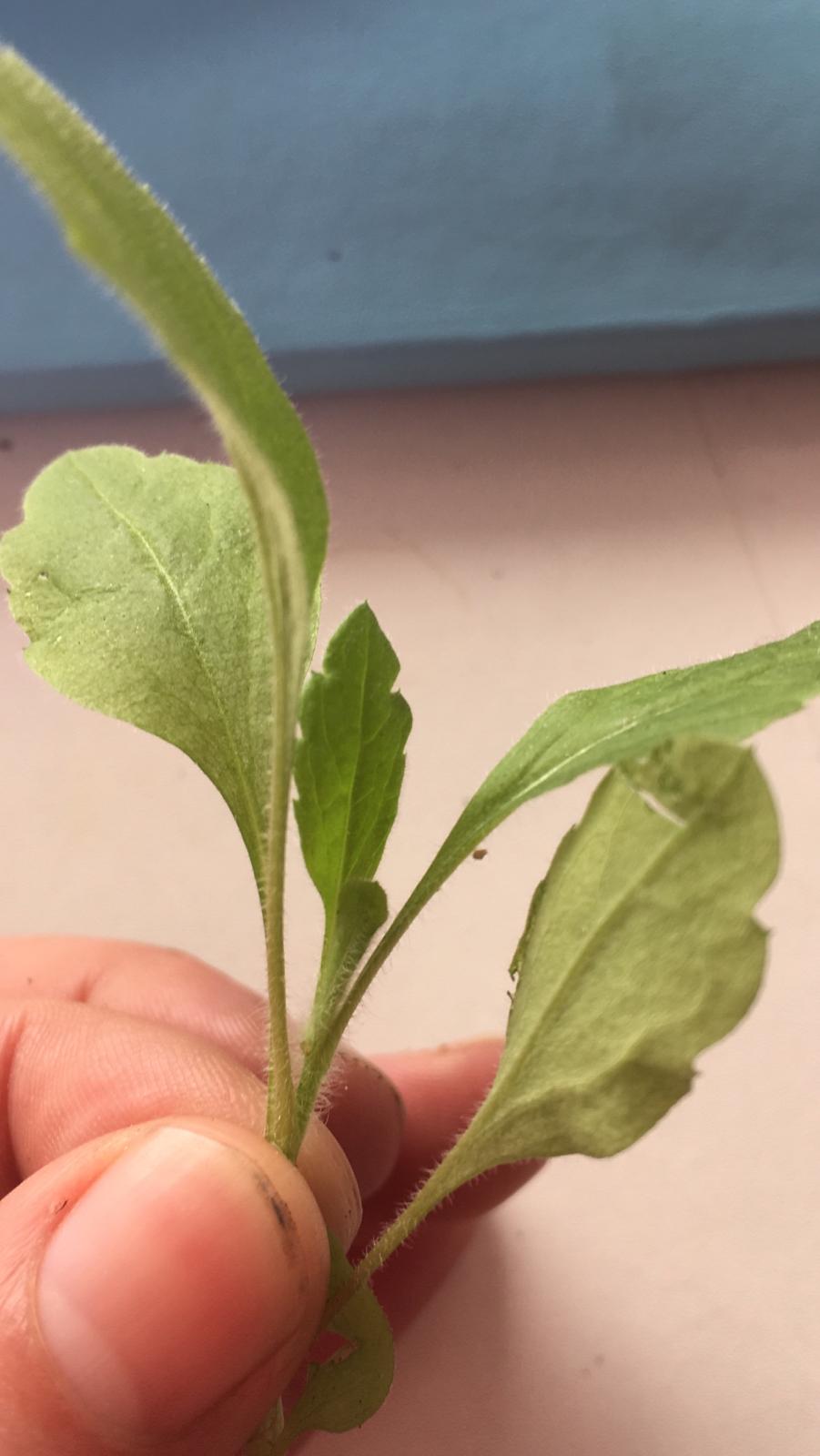 Annexe WhatsApp Image 2020-03-30 at 12.04.21.jpeg