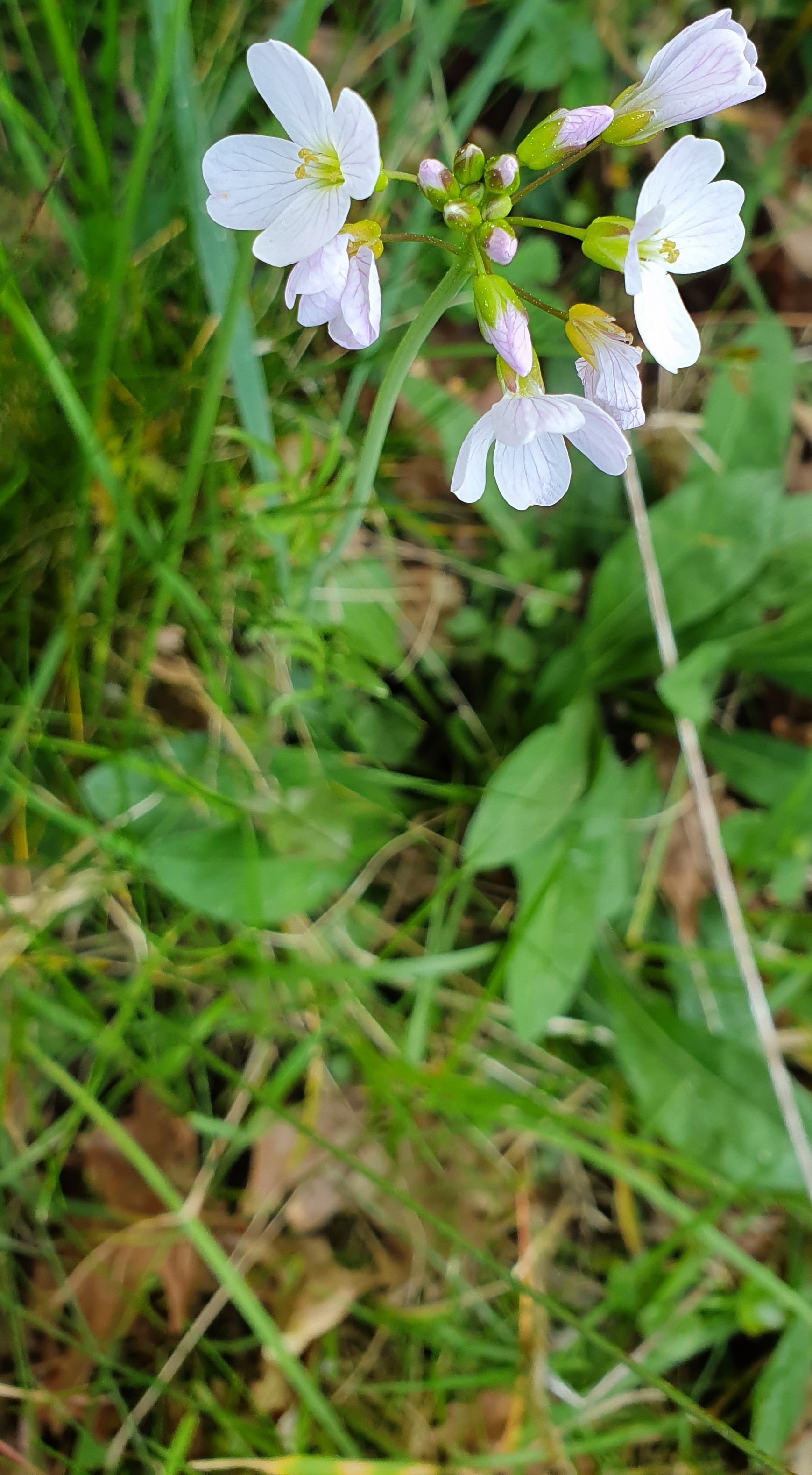 Annexe cardamine redimensionnée 2.jpg