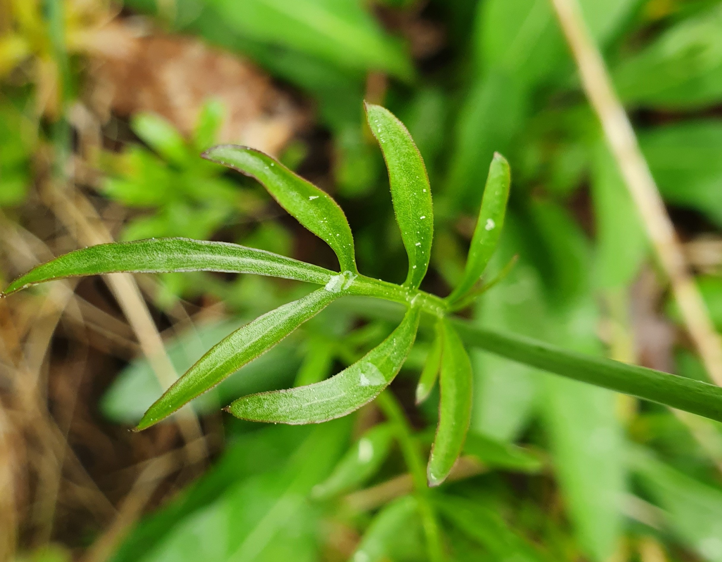 Annexe cardamine redimensionnée 3.jpg