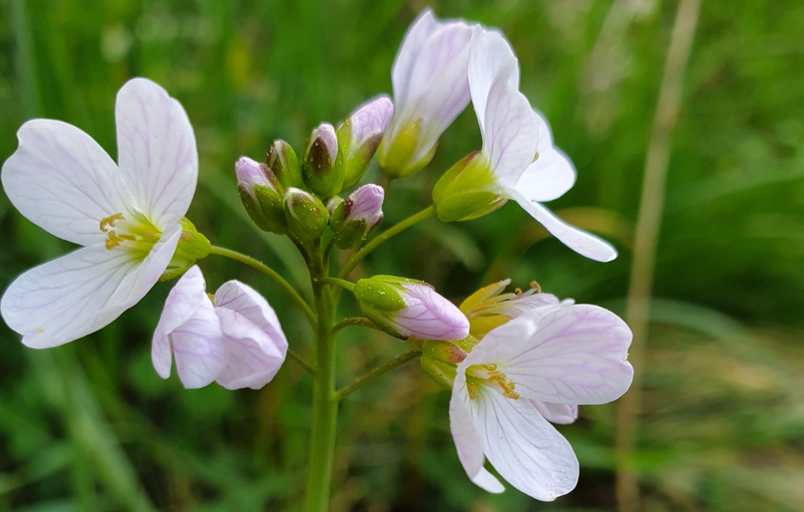 Annexe cardamine redimensionnée.jpg