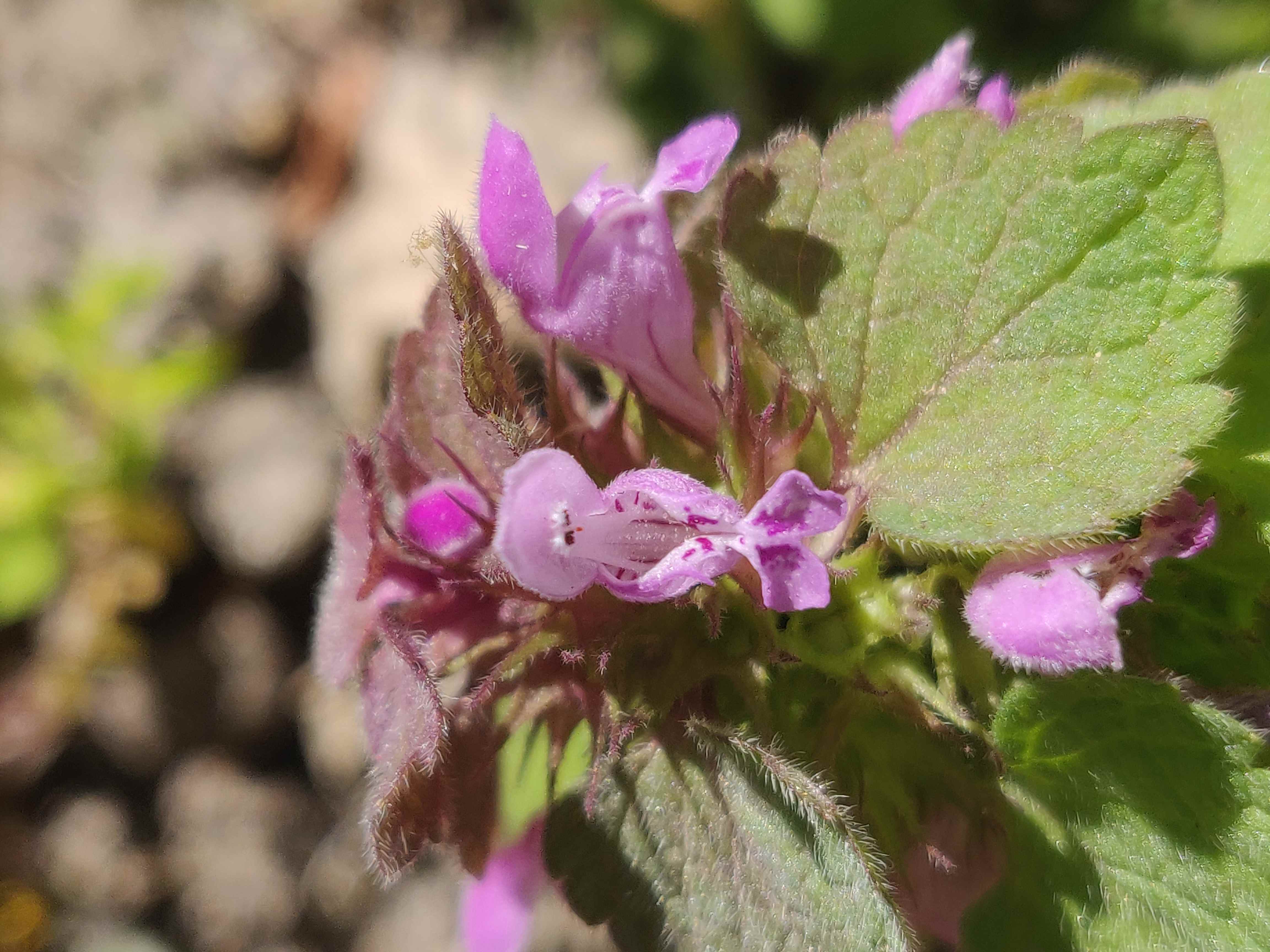 Annexe IMG_20200330_130028-ConvertImage.jpg