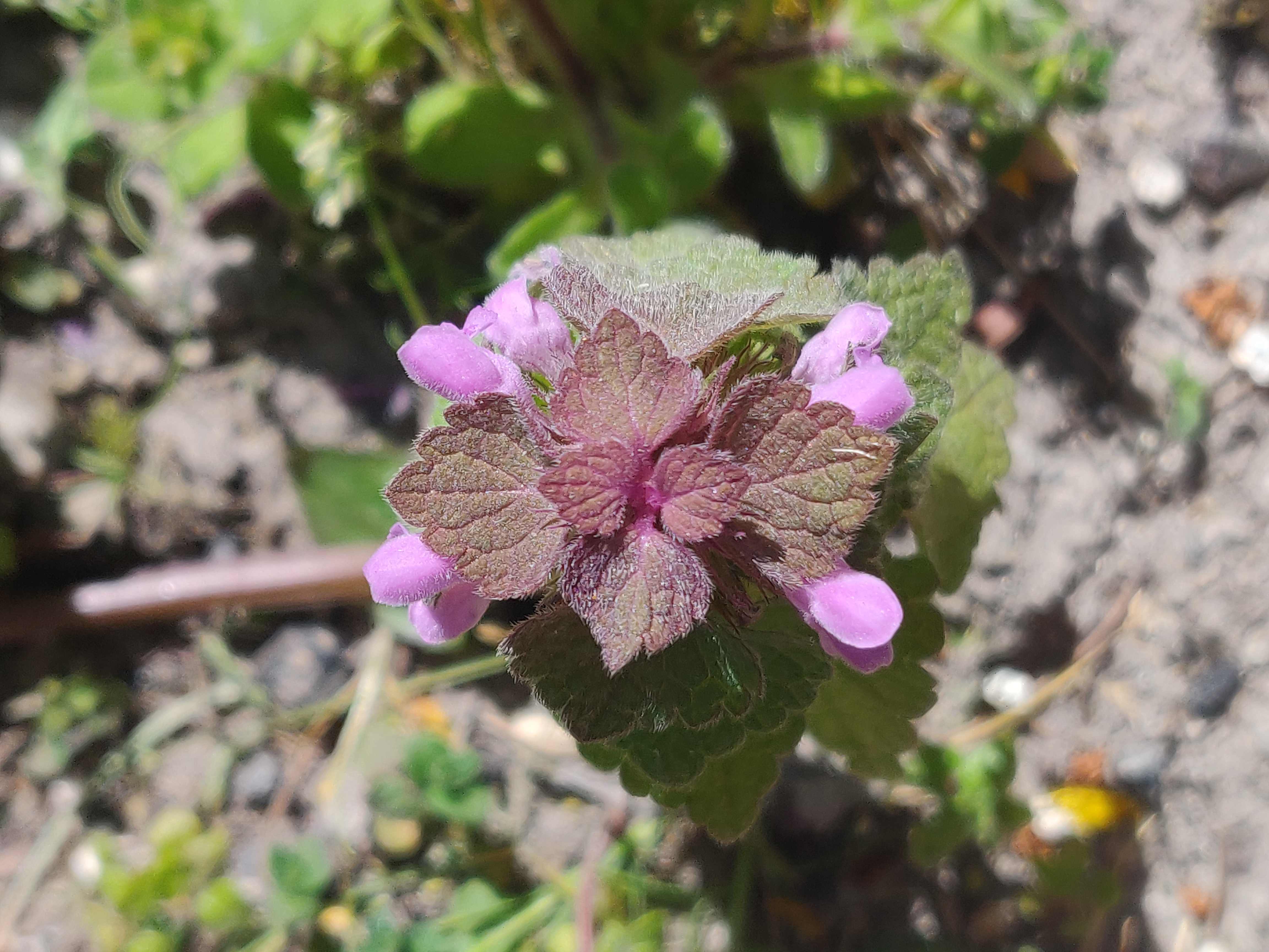 Annexe IMG_20200330_130040-ConvertImage.jpg